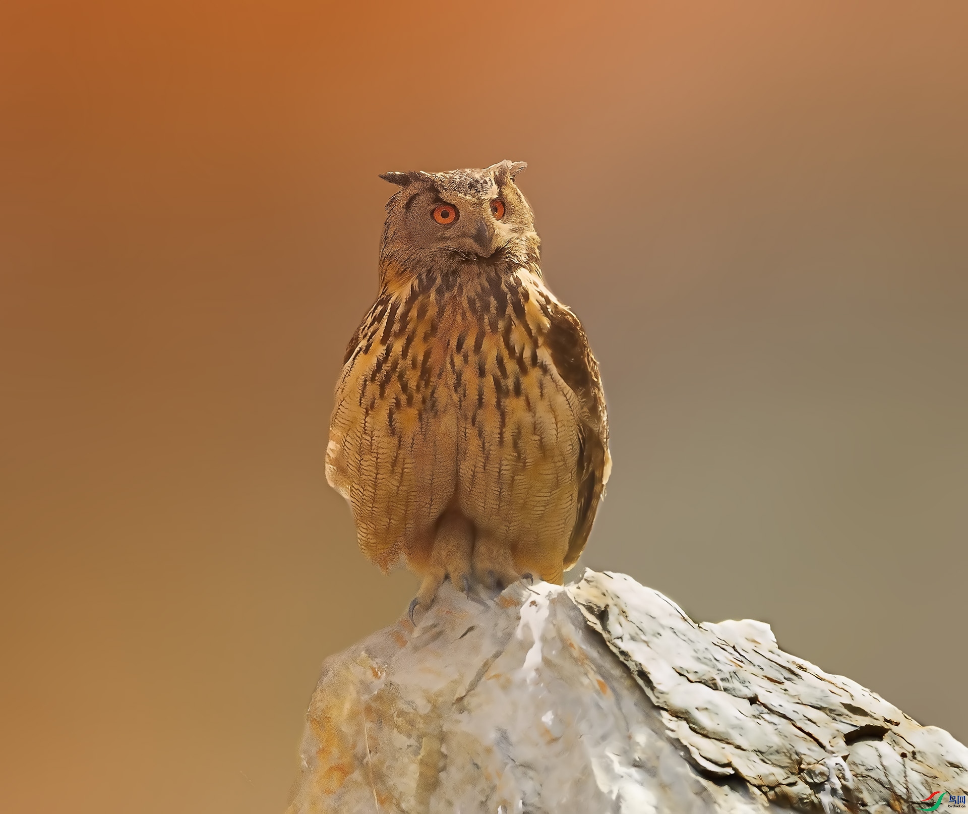 019A7110 ����.jpg