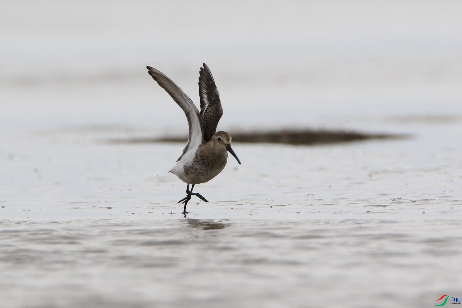 ������ ��0F4A4600.jpg