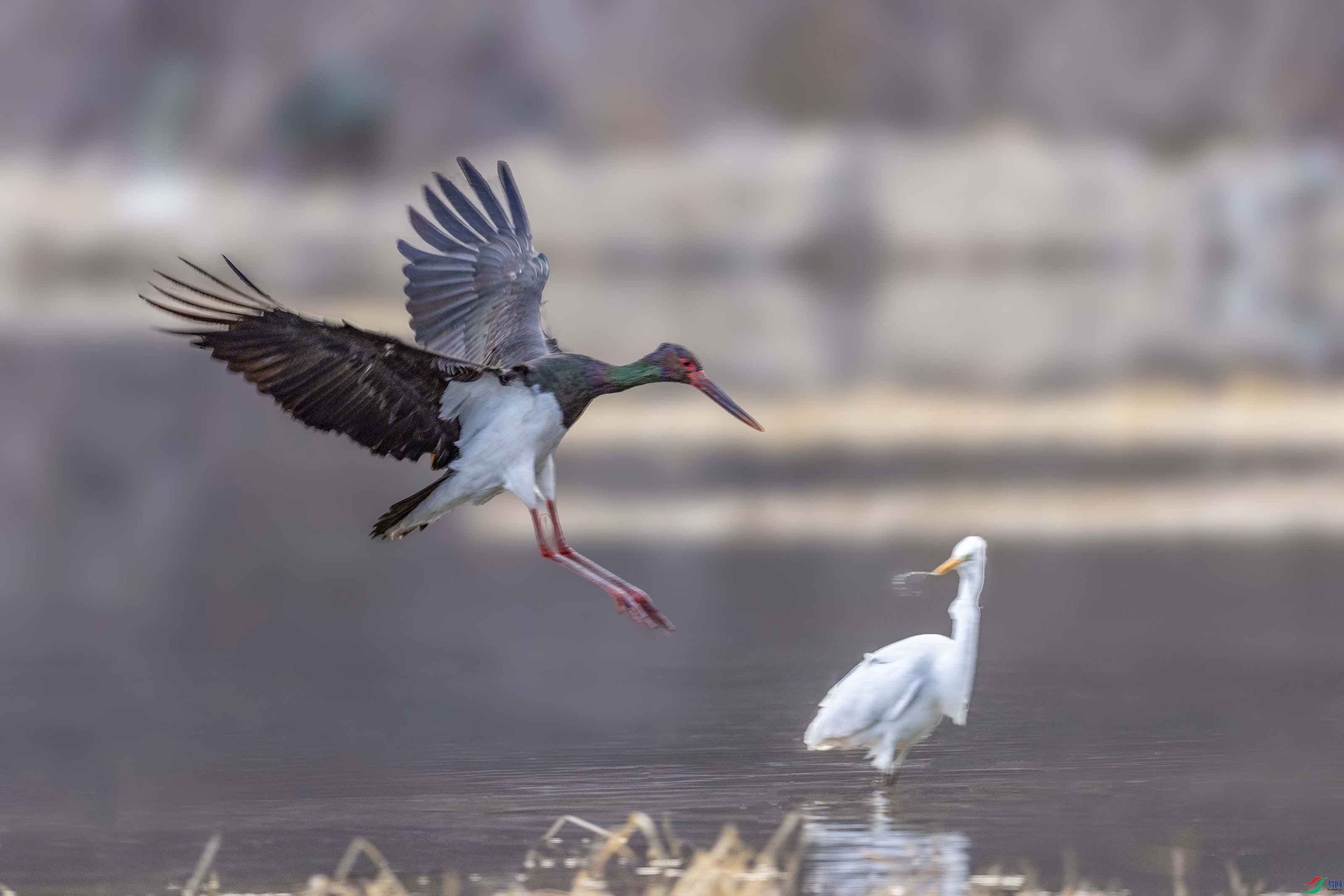 3Z0A6883 ����.jpg