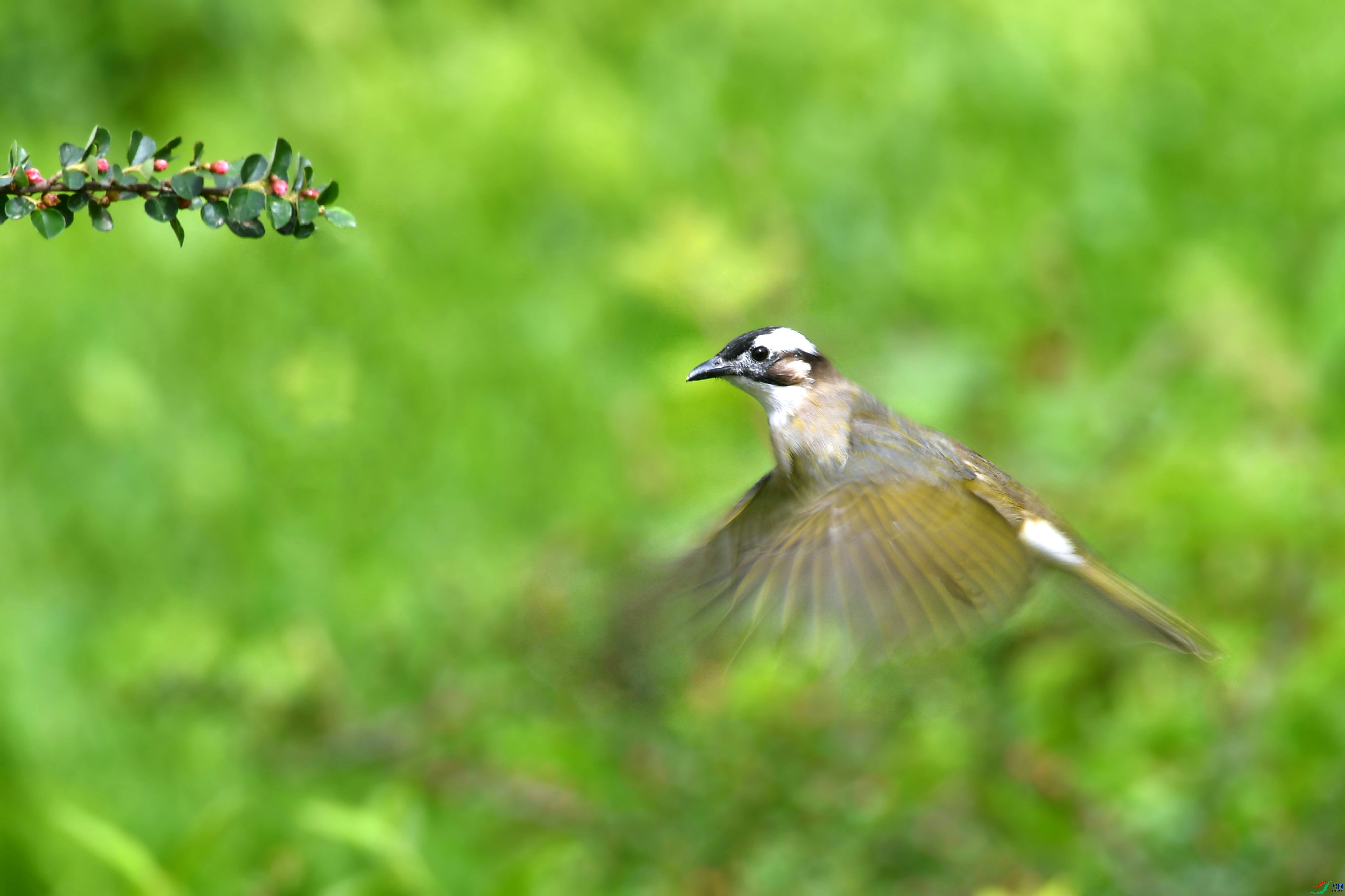 DSC_2052.JPG