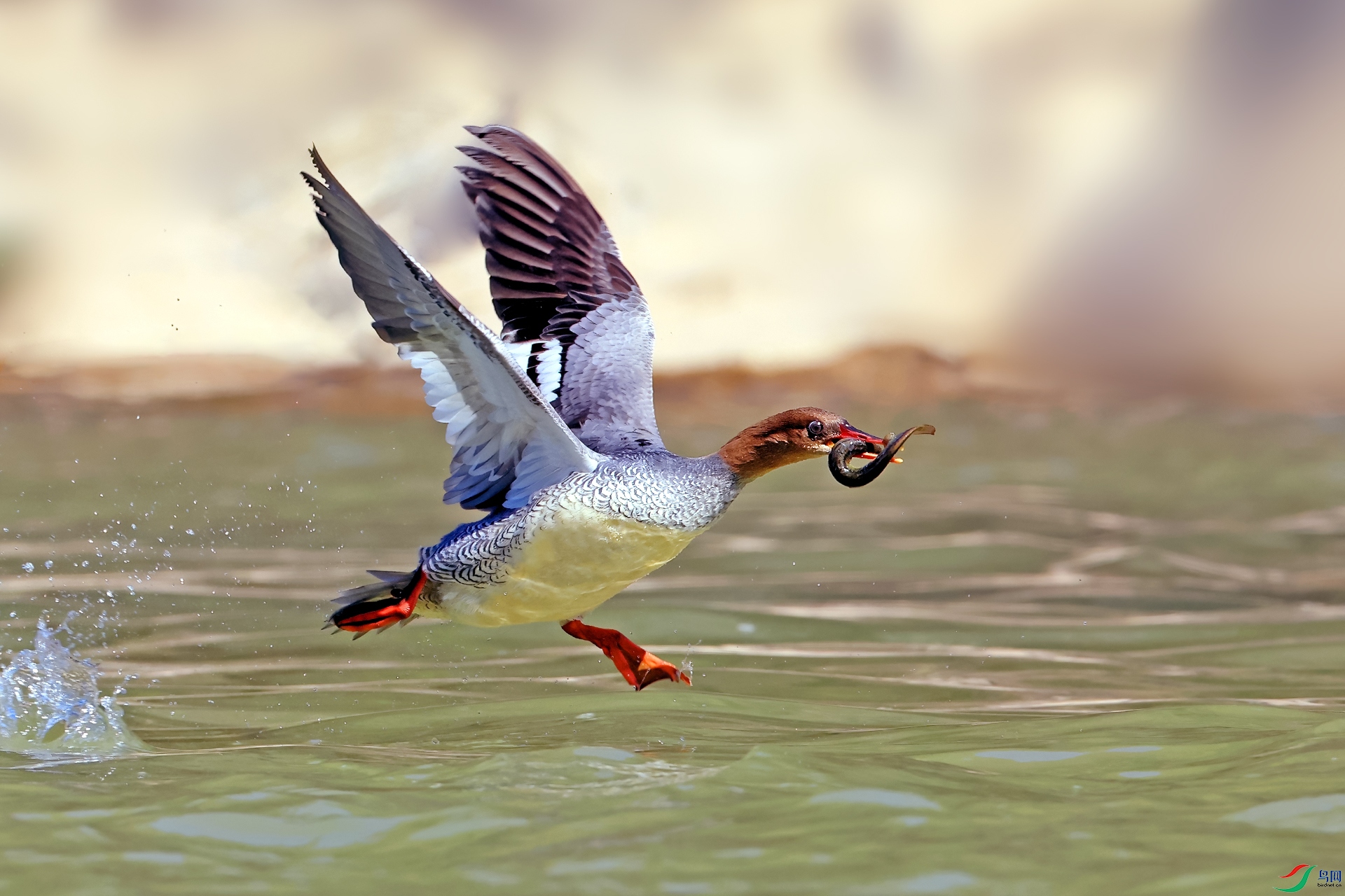 �л���ɳѼ1157������.jpg