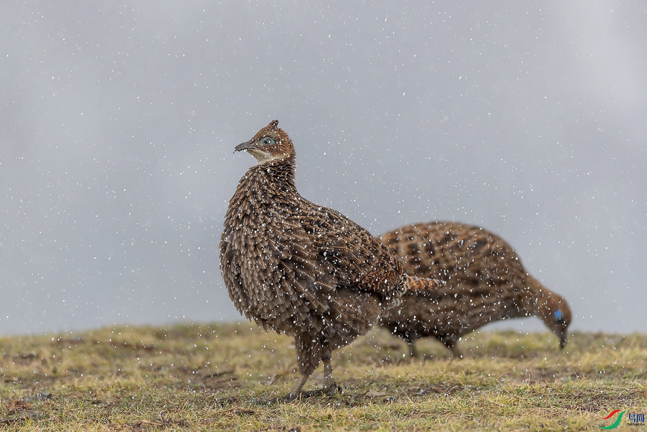 ��β����