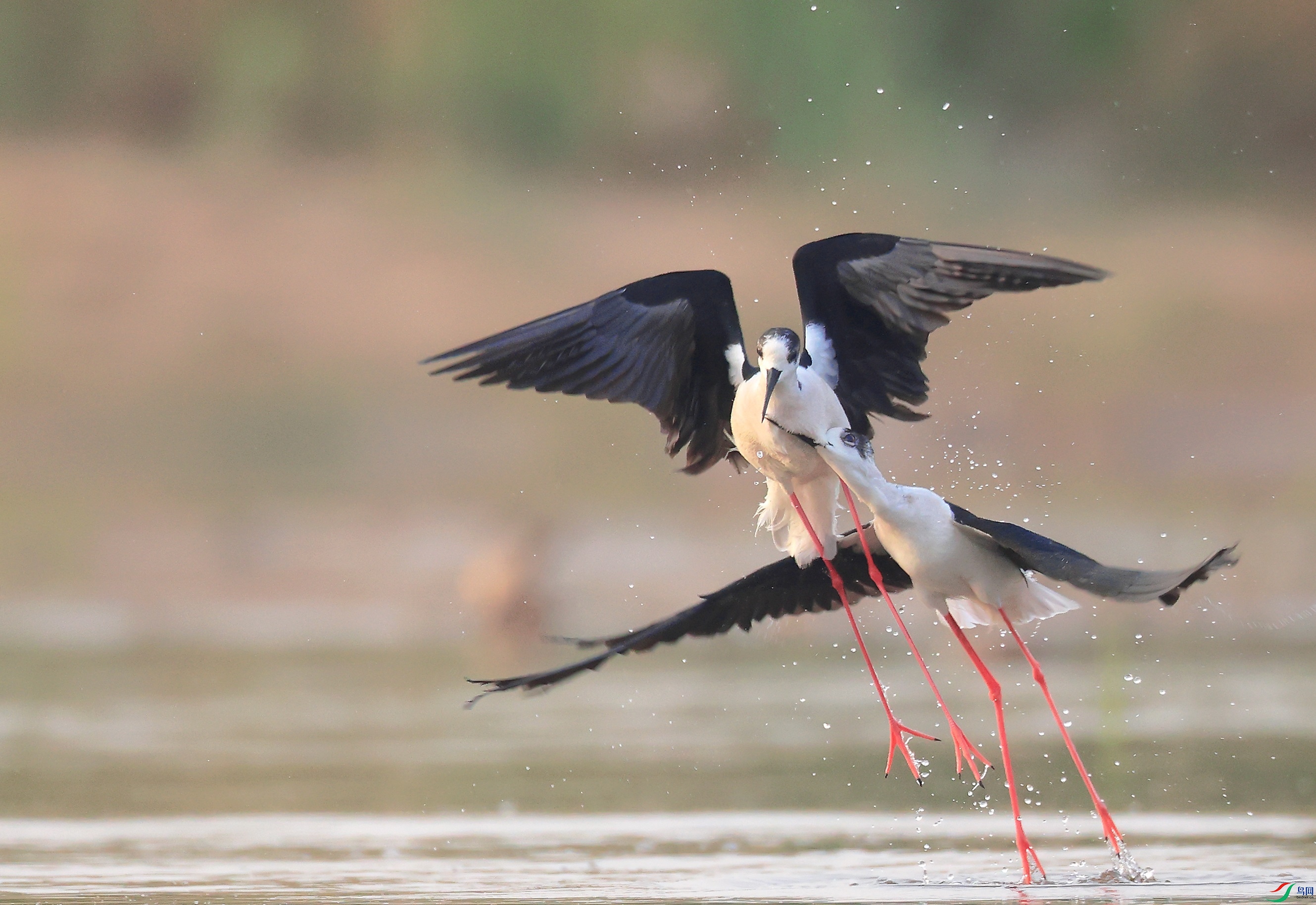 31 - ����.JPG