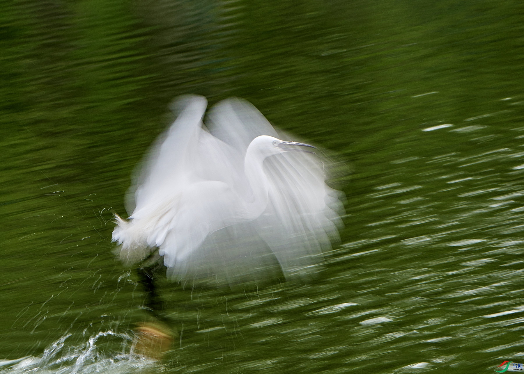 DSC_8036.jpg