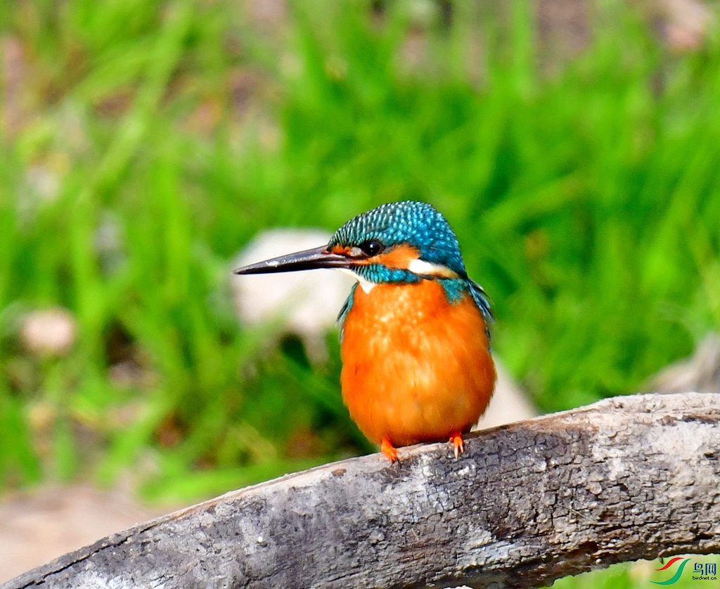DSC_3754.jpg