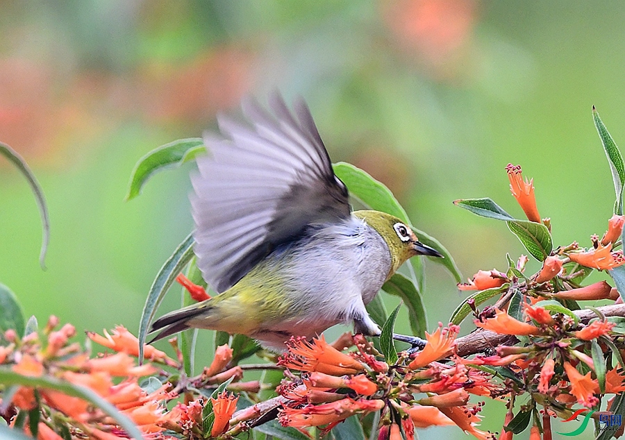 DSC_5805.JPG