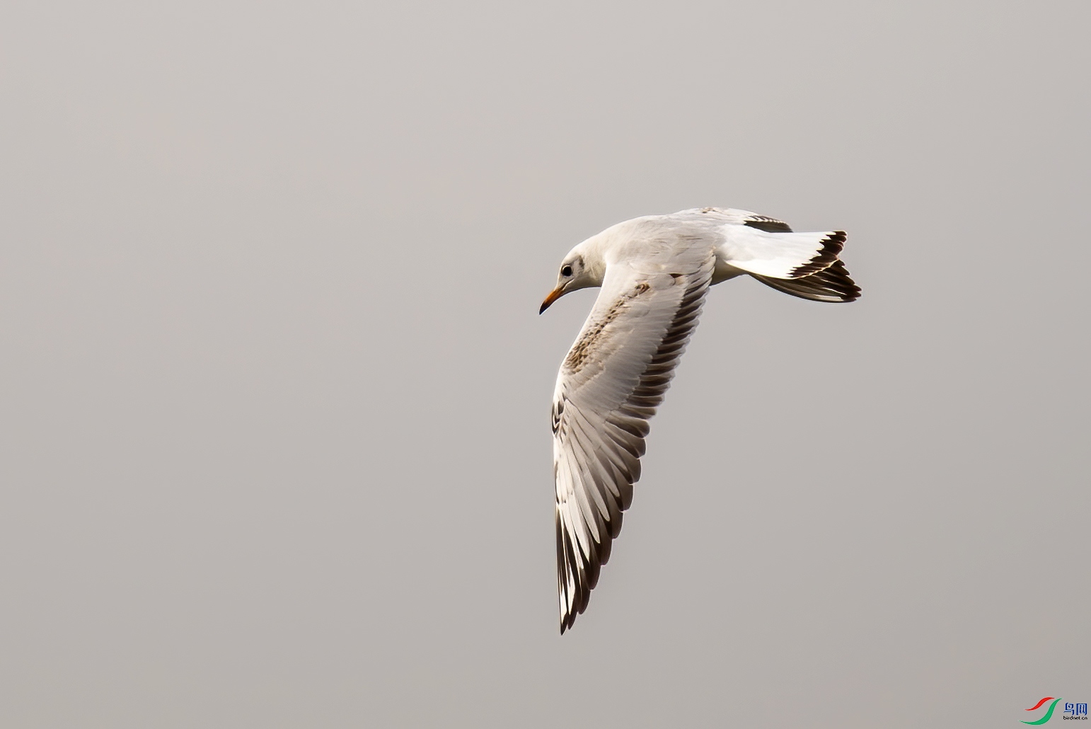 DSC_1784.jpg