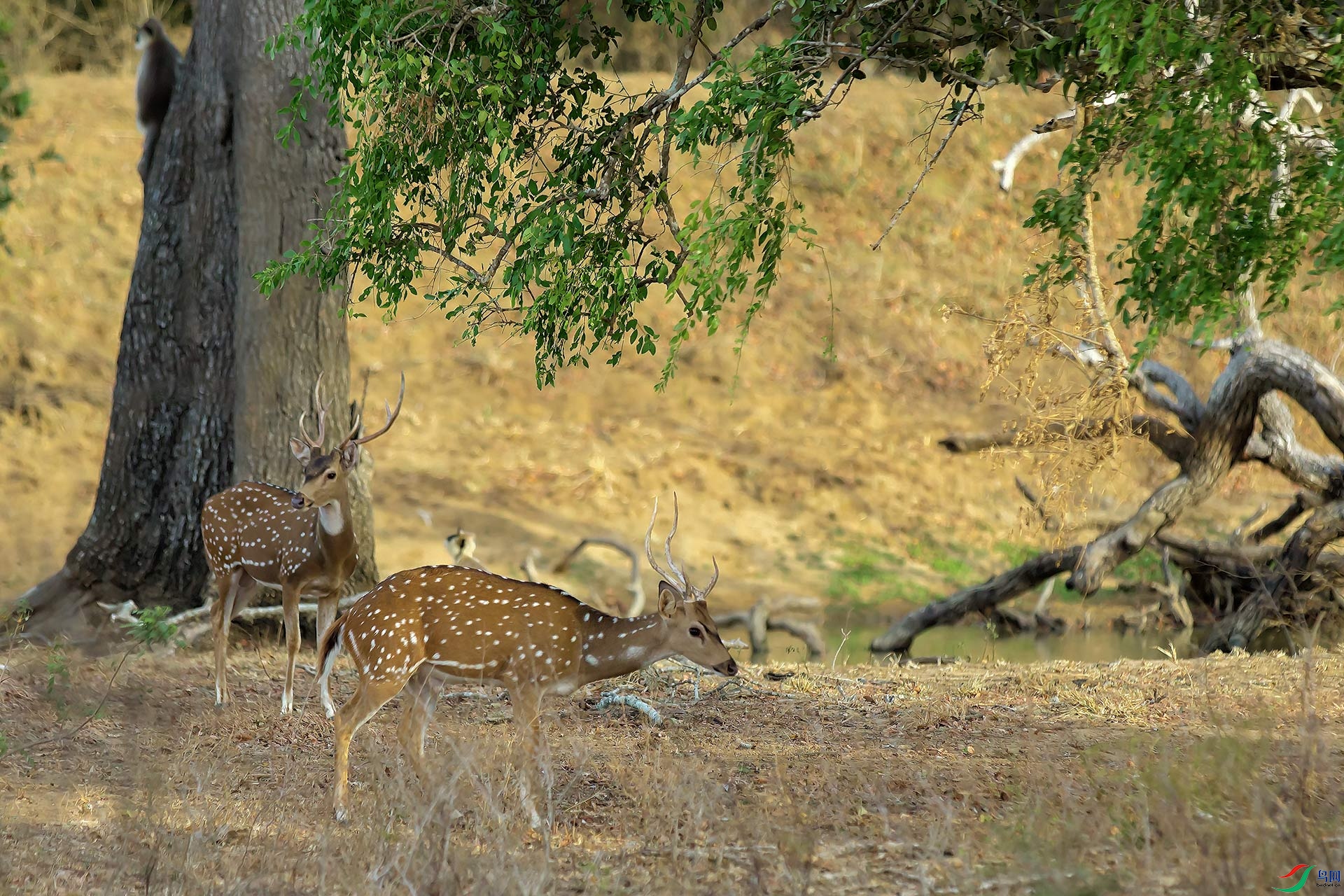 ˹������