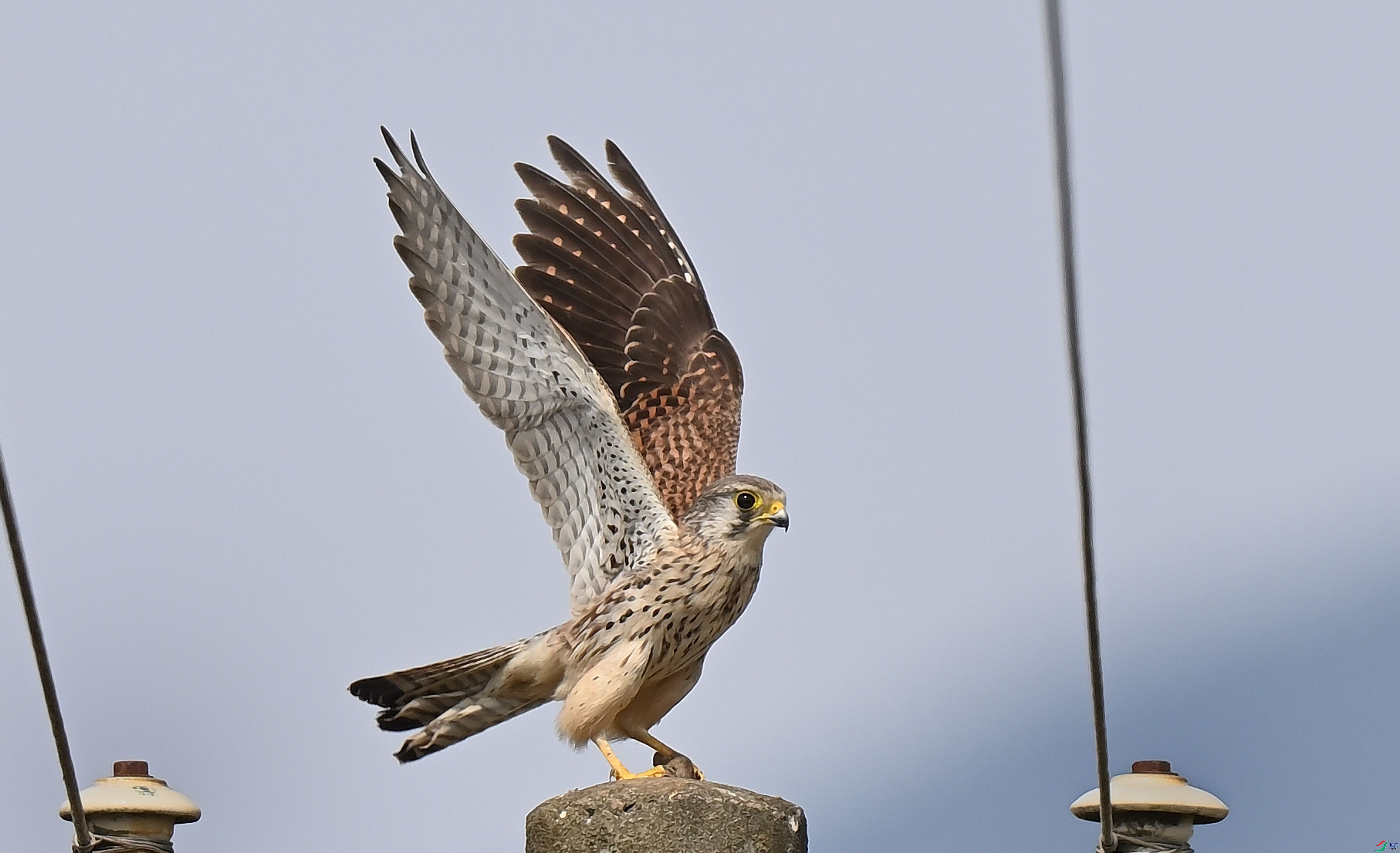 DSC_2745_����9.jpg