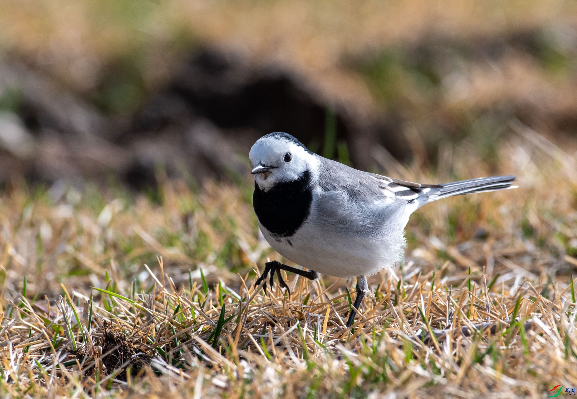 DSC_1418_1.jpg