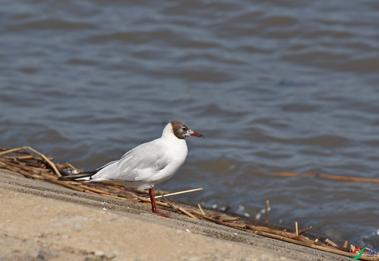 DSC_5134.jpg