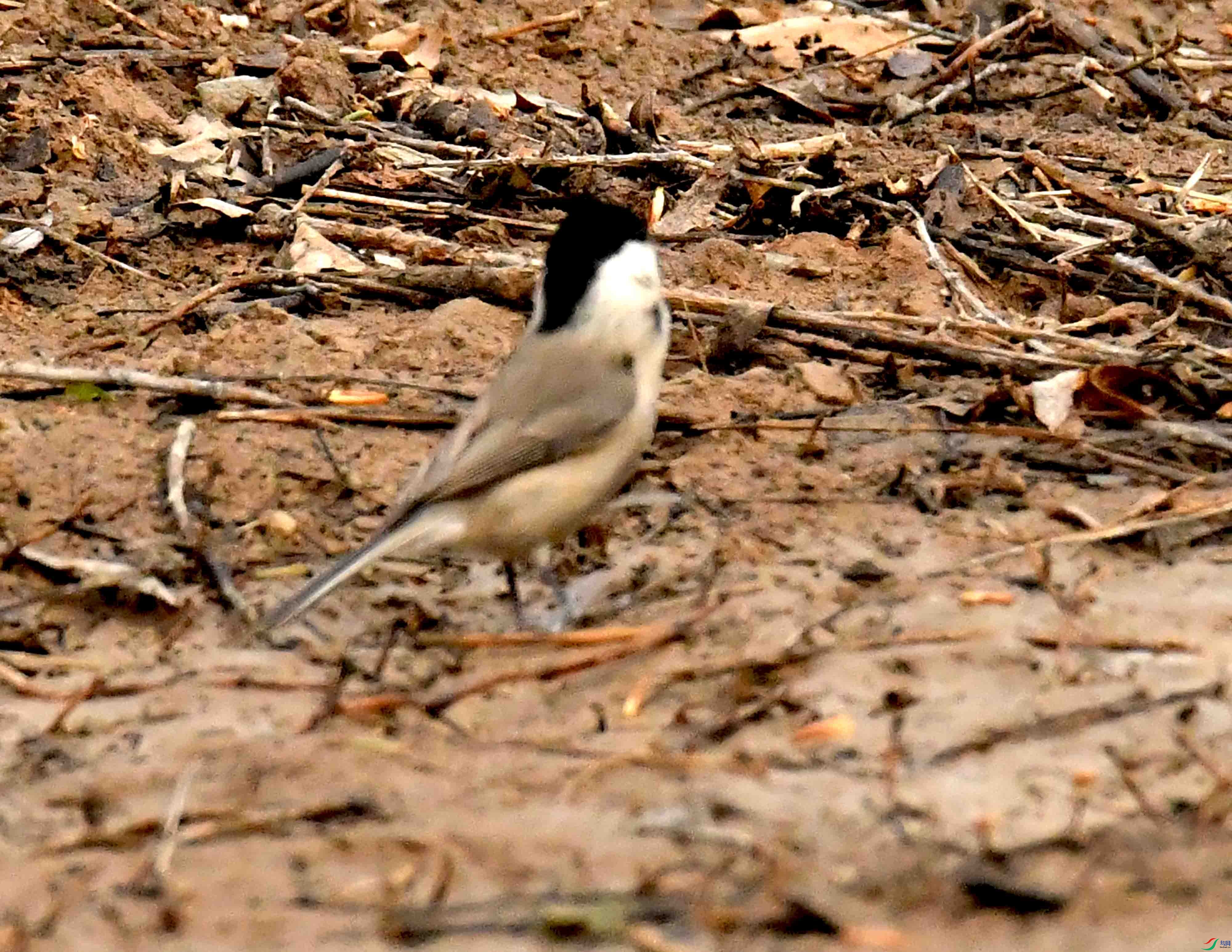 DSC_1628.JPG