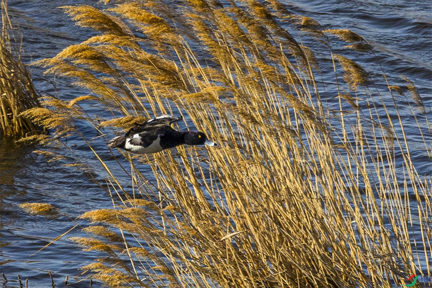 1K3A4253 ����1.jpg