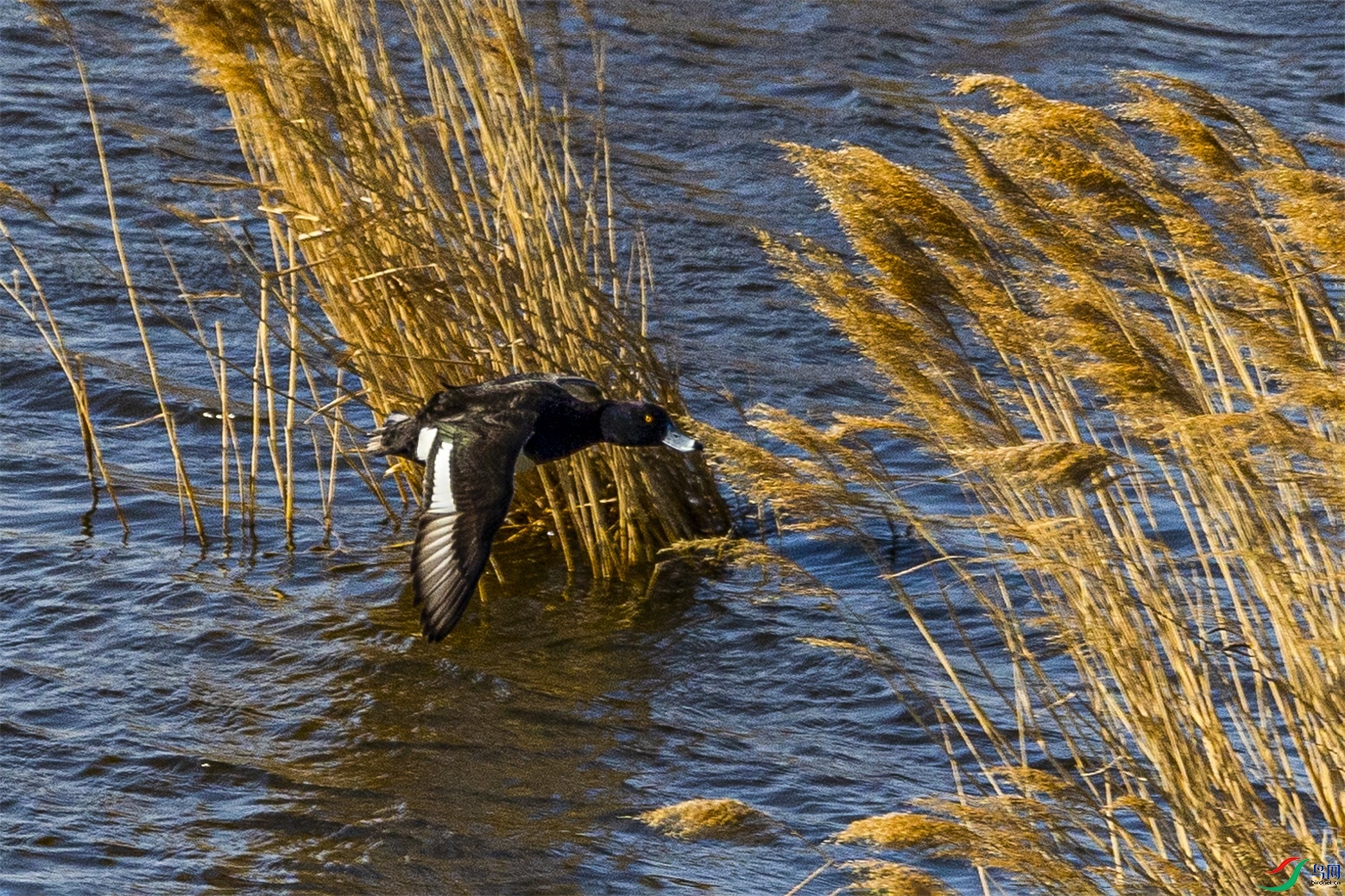 1K3A4251 ����1.jpg