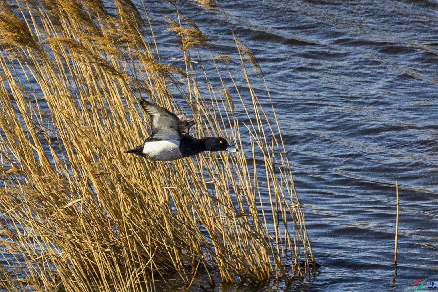 1K3A4255 ����1.jpg