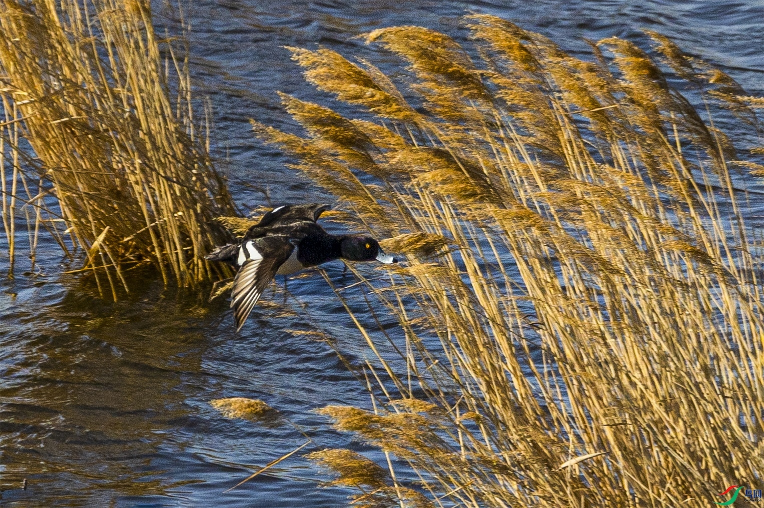 1K3A4252 ����1.jpg