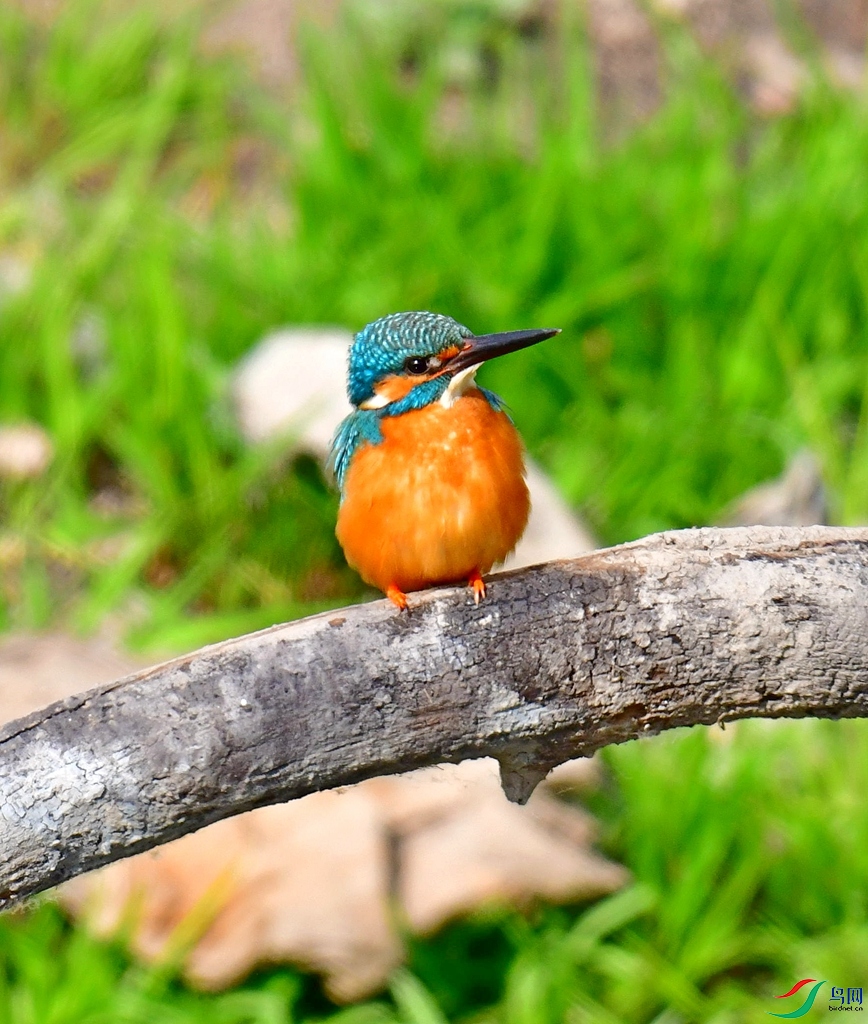 DSC_3752.jpg
