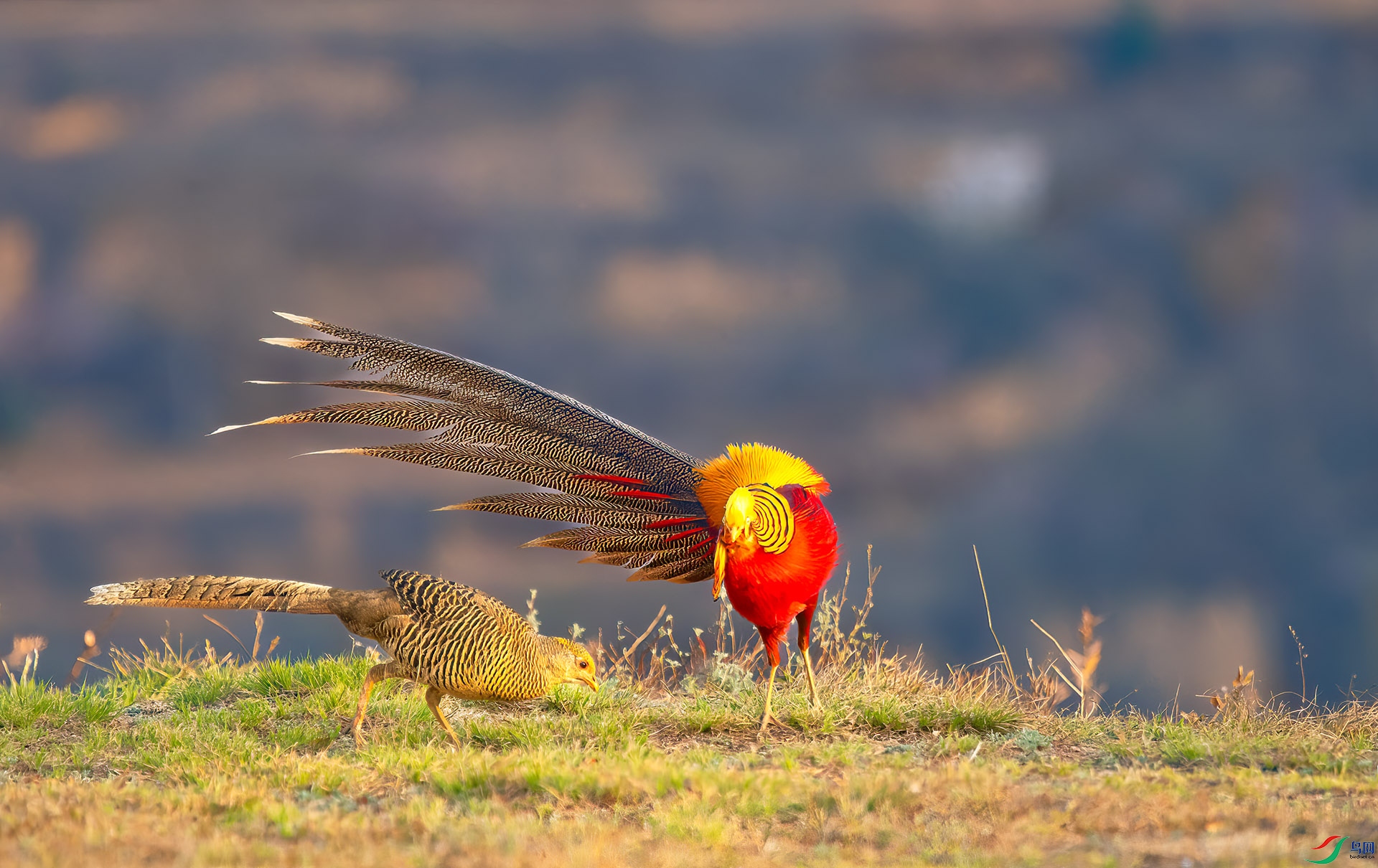 DSC_2600-1.jpg