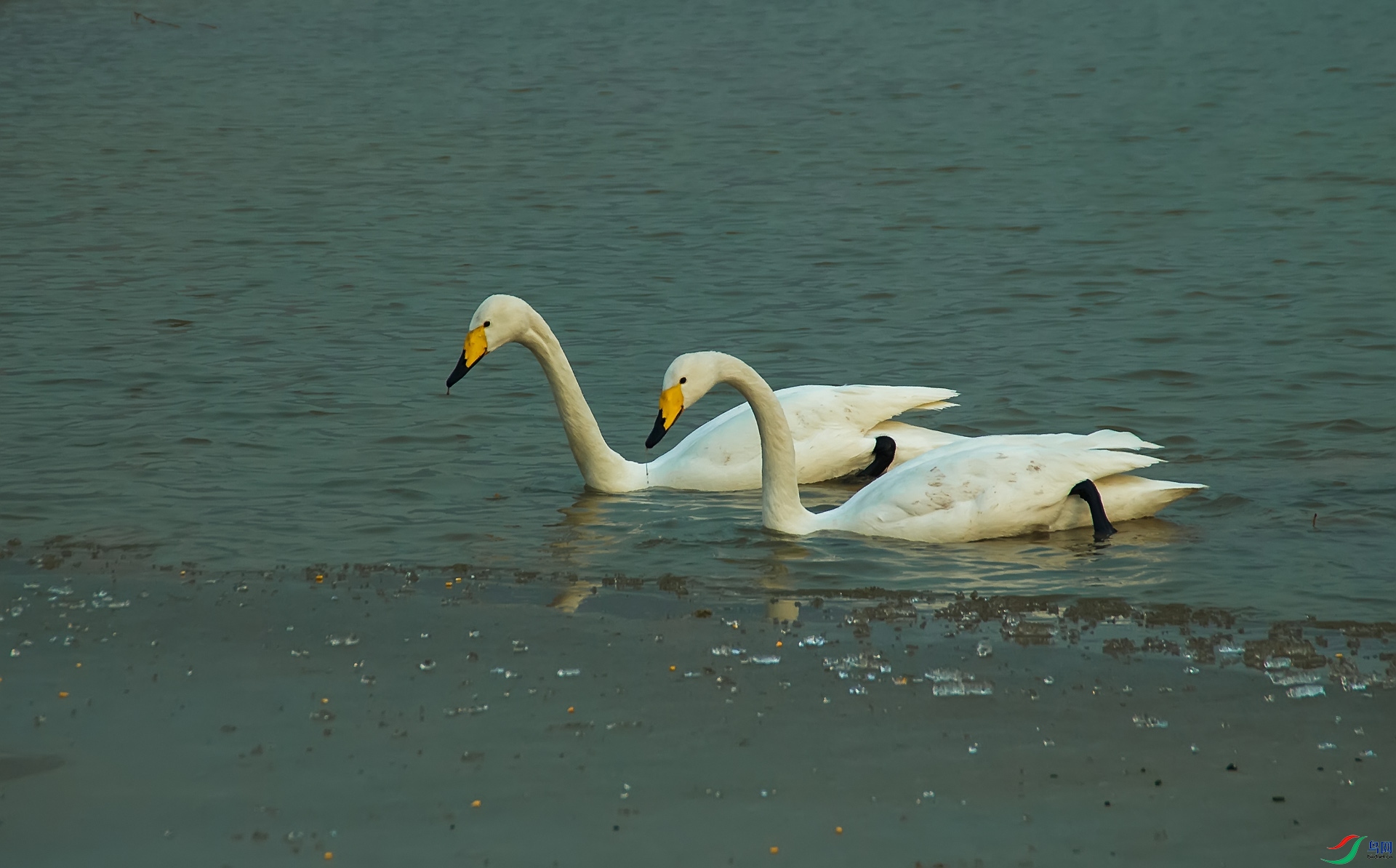 ��DSC_0237������Ͽ��.jpg