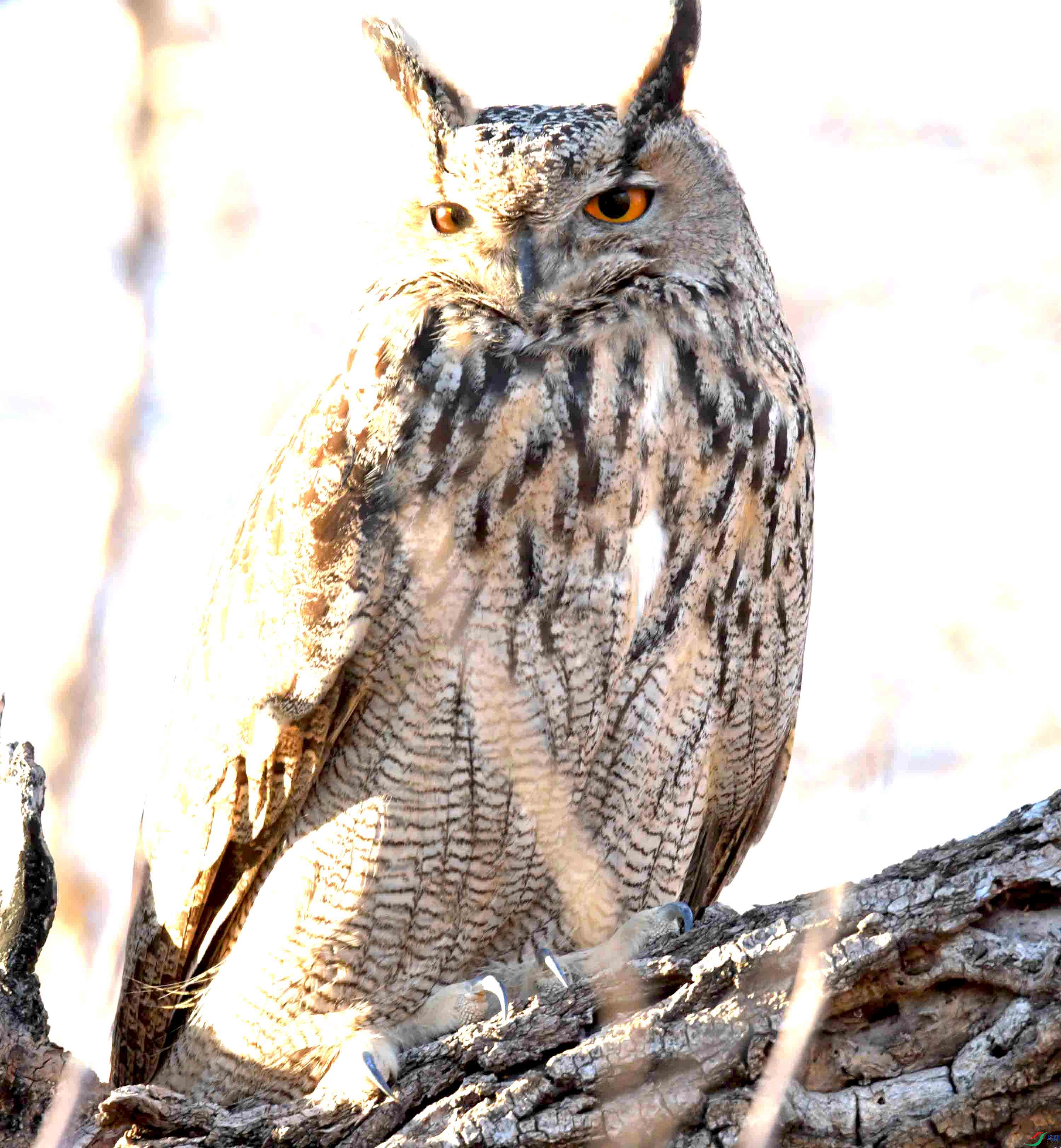DSC_8300.JPG