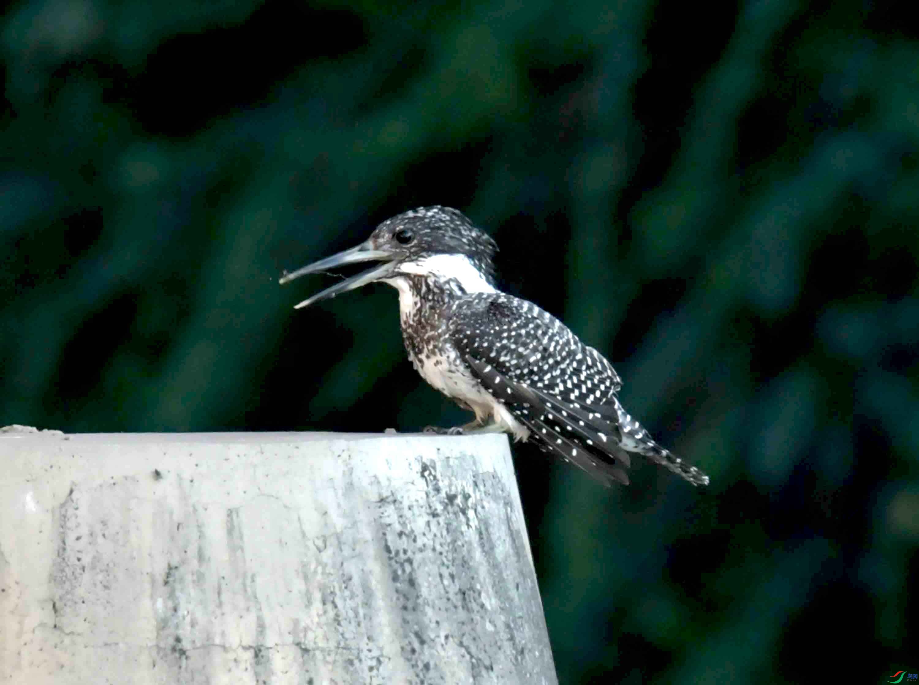 DSC_2244.JPG