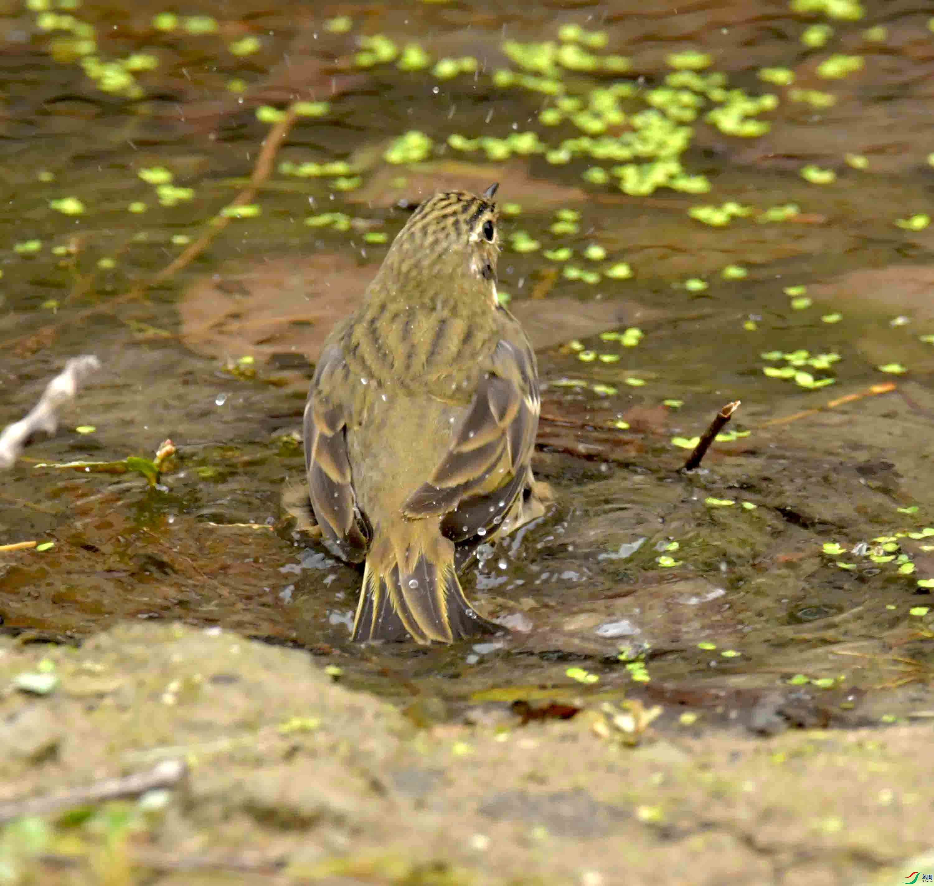 DSC_1368.JPG