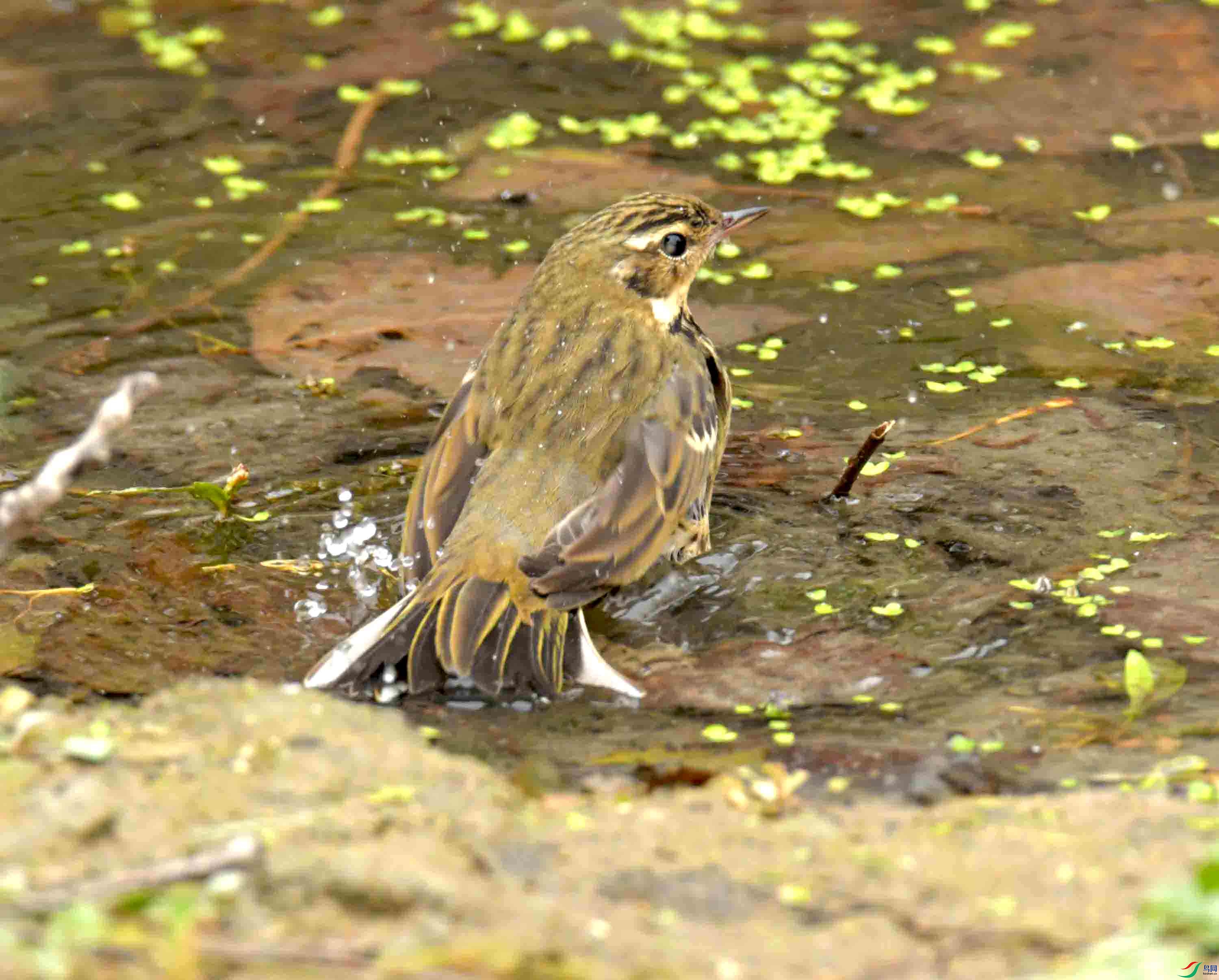 DSC_1372.JPG