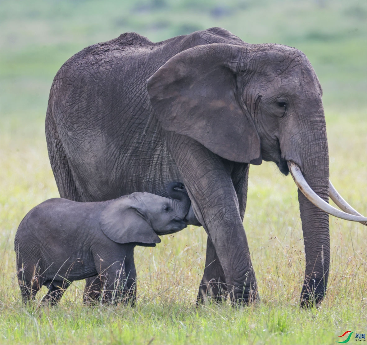 ����������ų��̵ı���9 ����.jpg