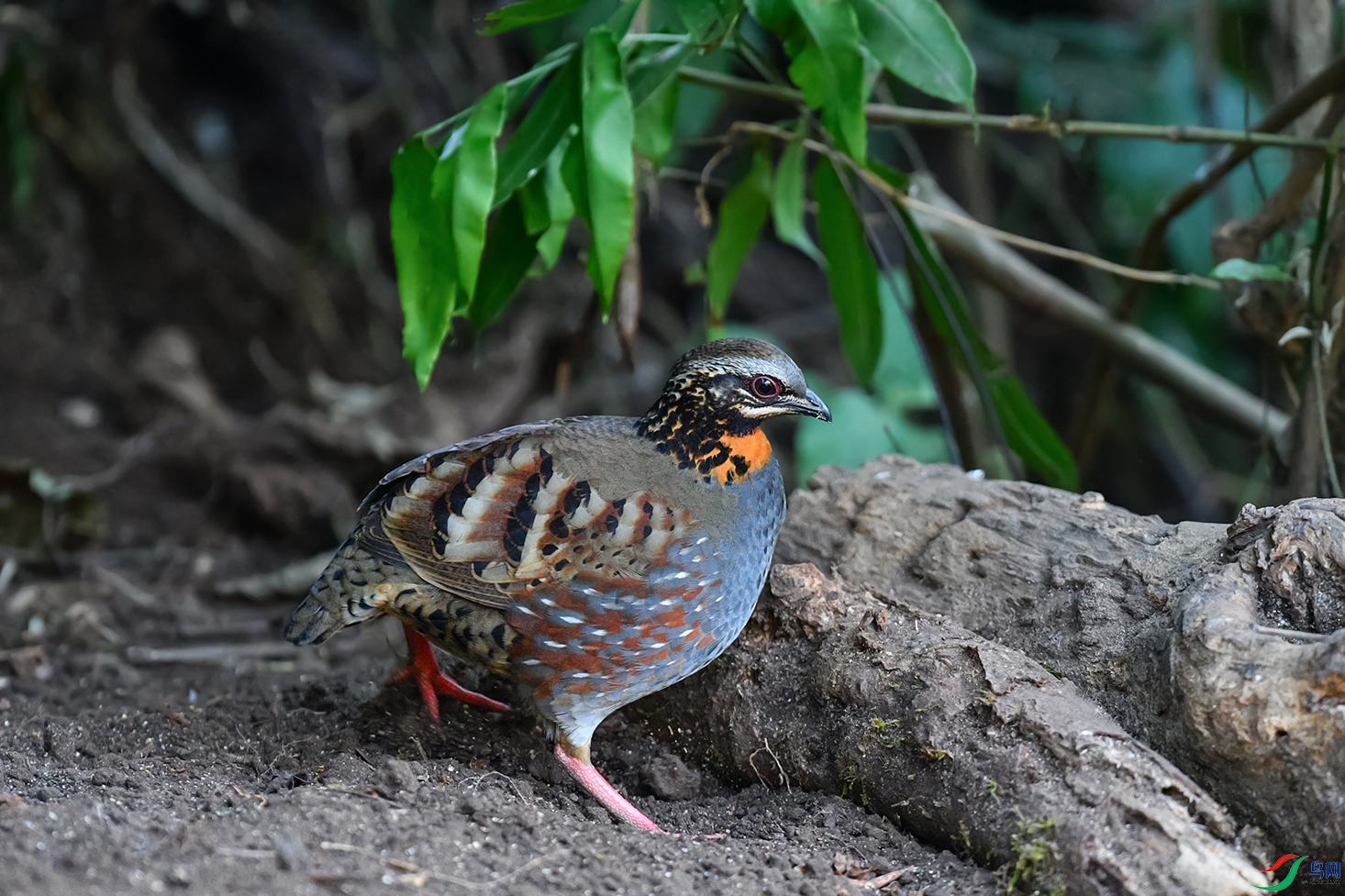 DSC_0006aa.jpg