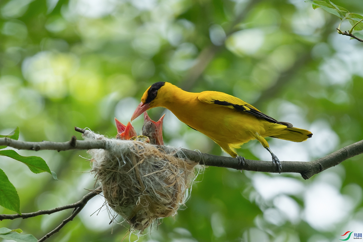 DSC_8547_DxOa.jpg