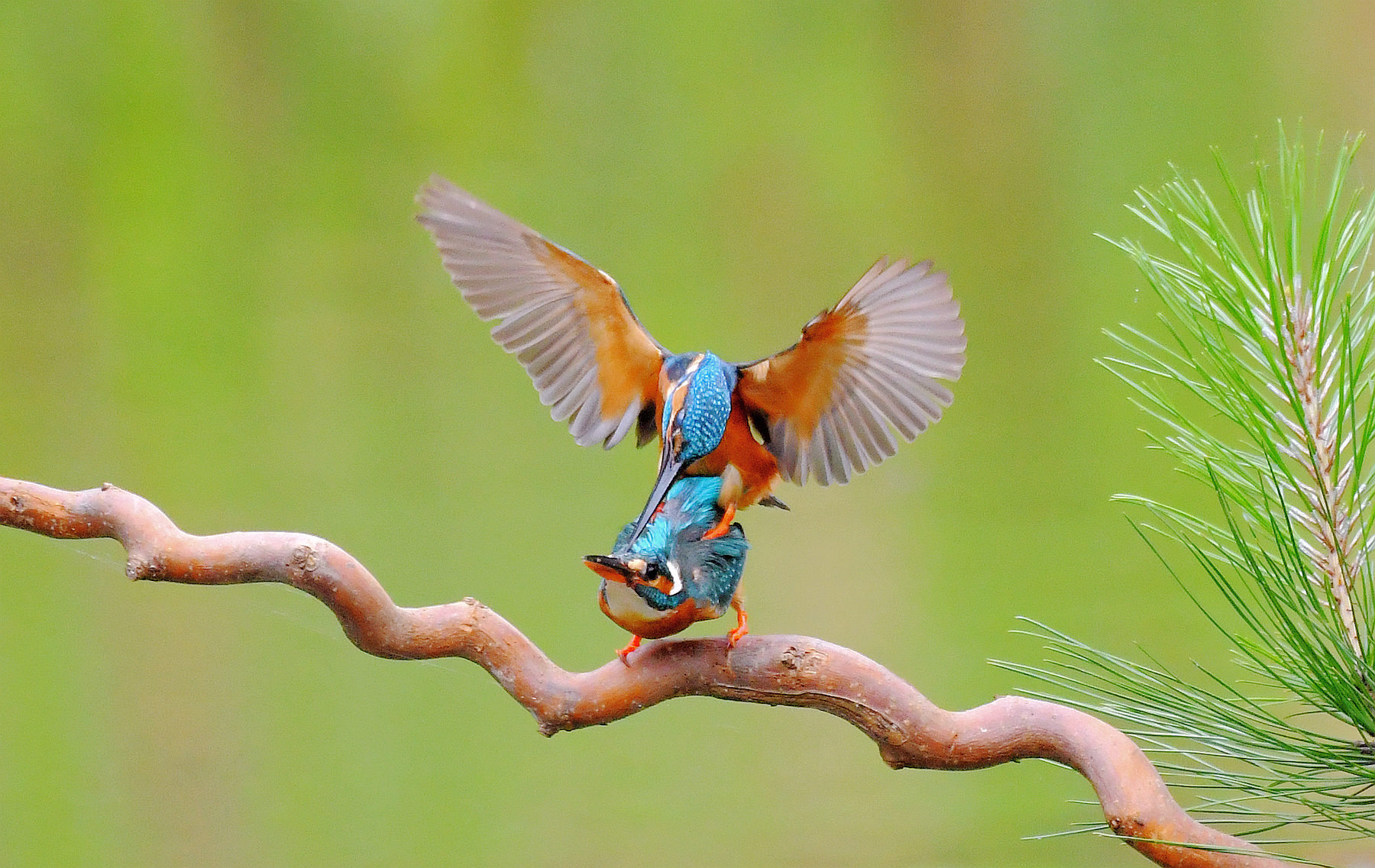 DSC_6985 (2)_����.jpg