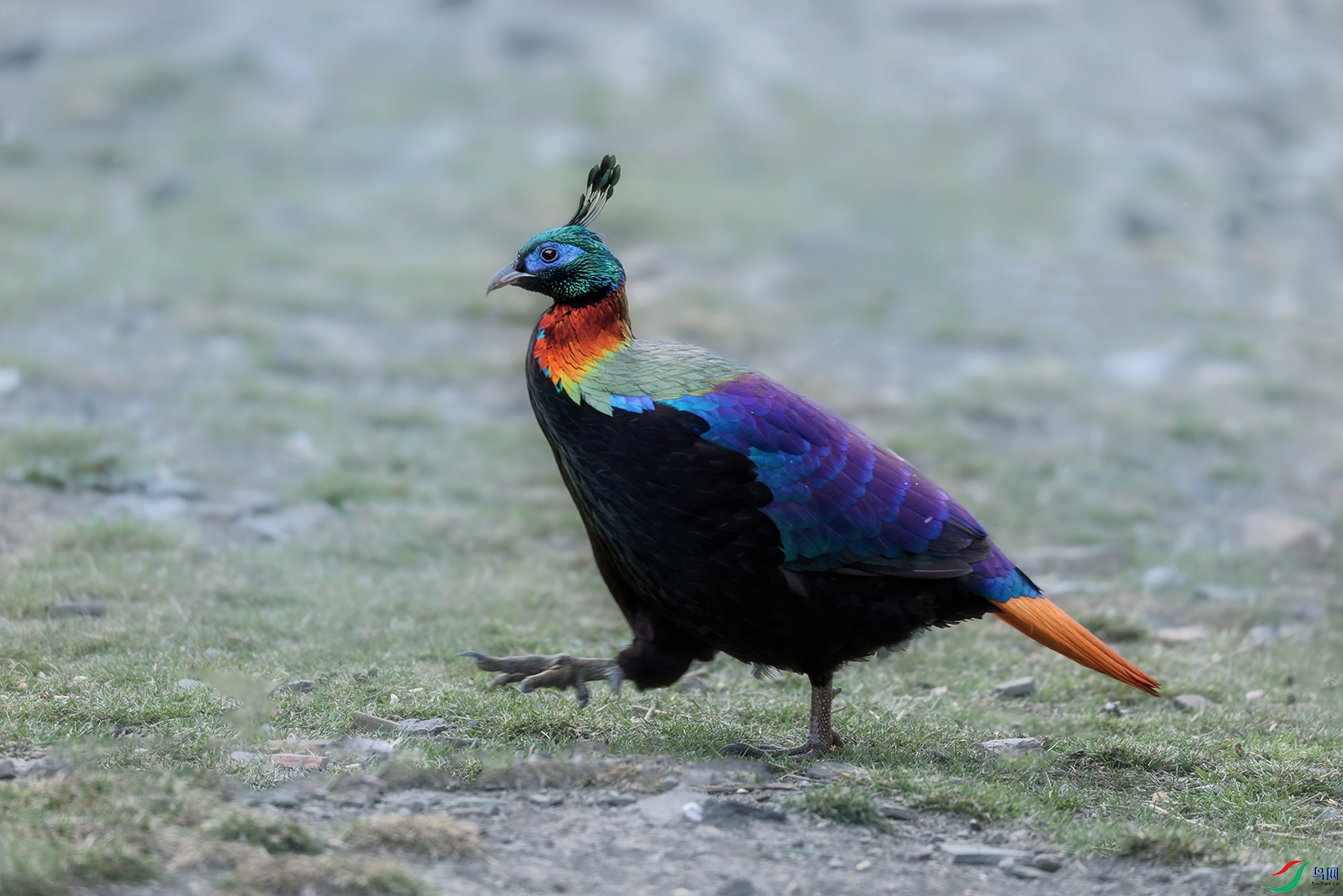 ��β����----������