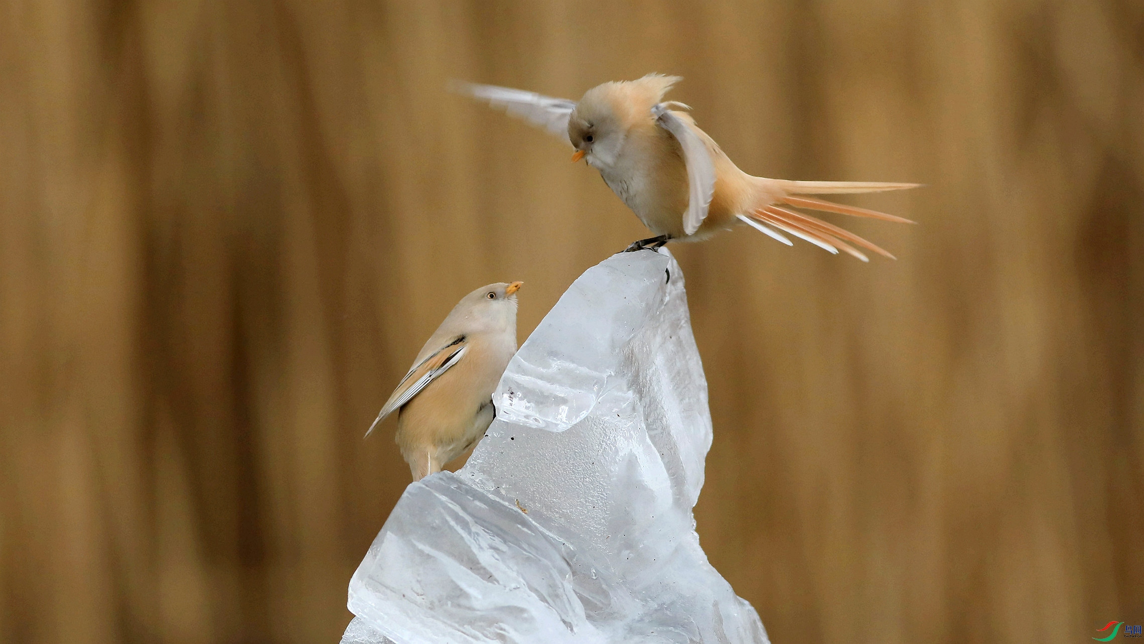 �����ȵ�