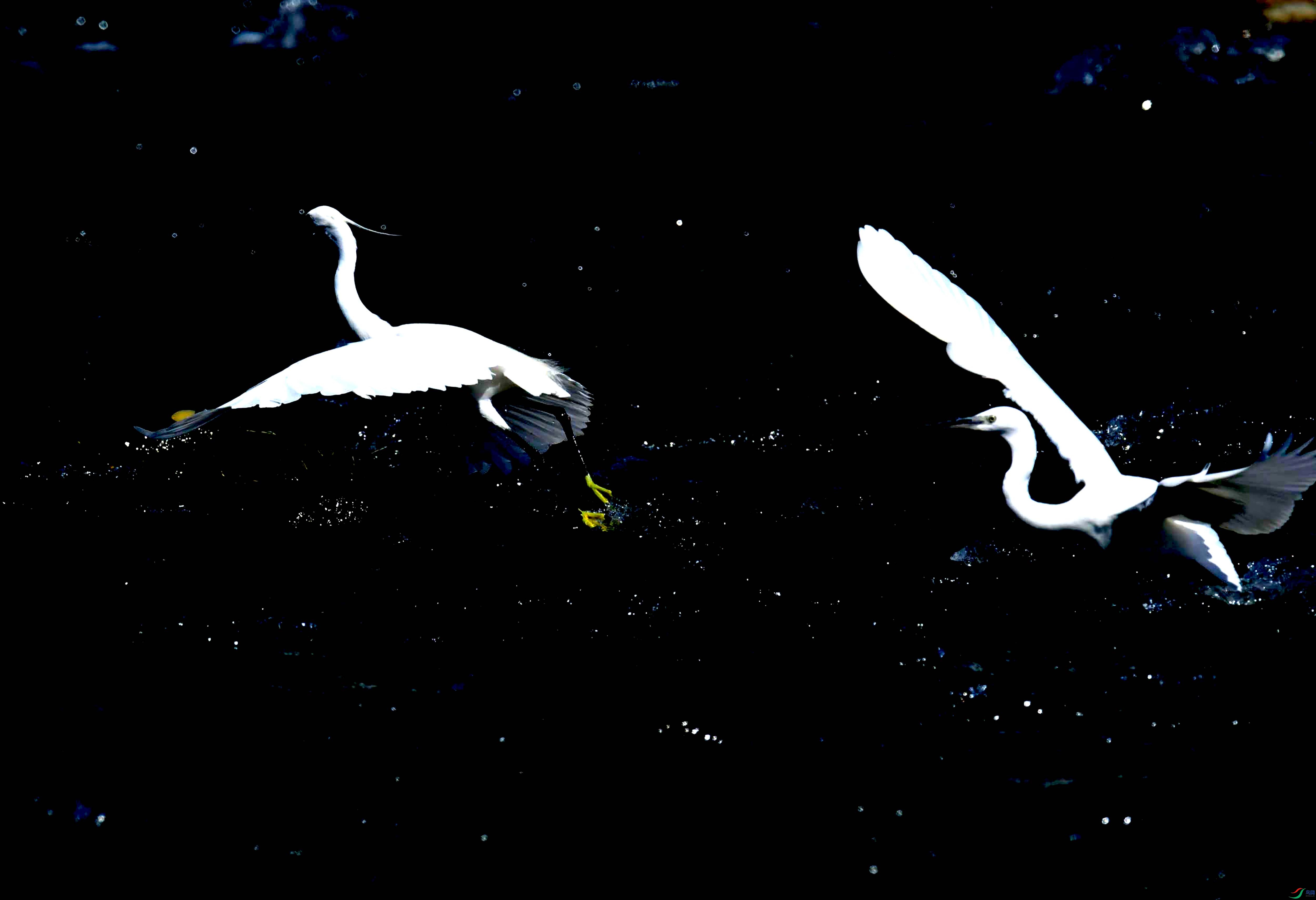 DSC_4333.JPG