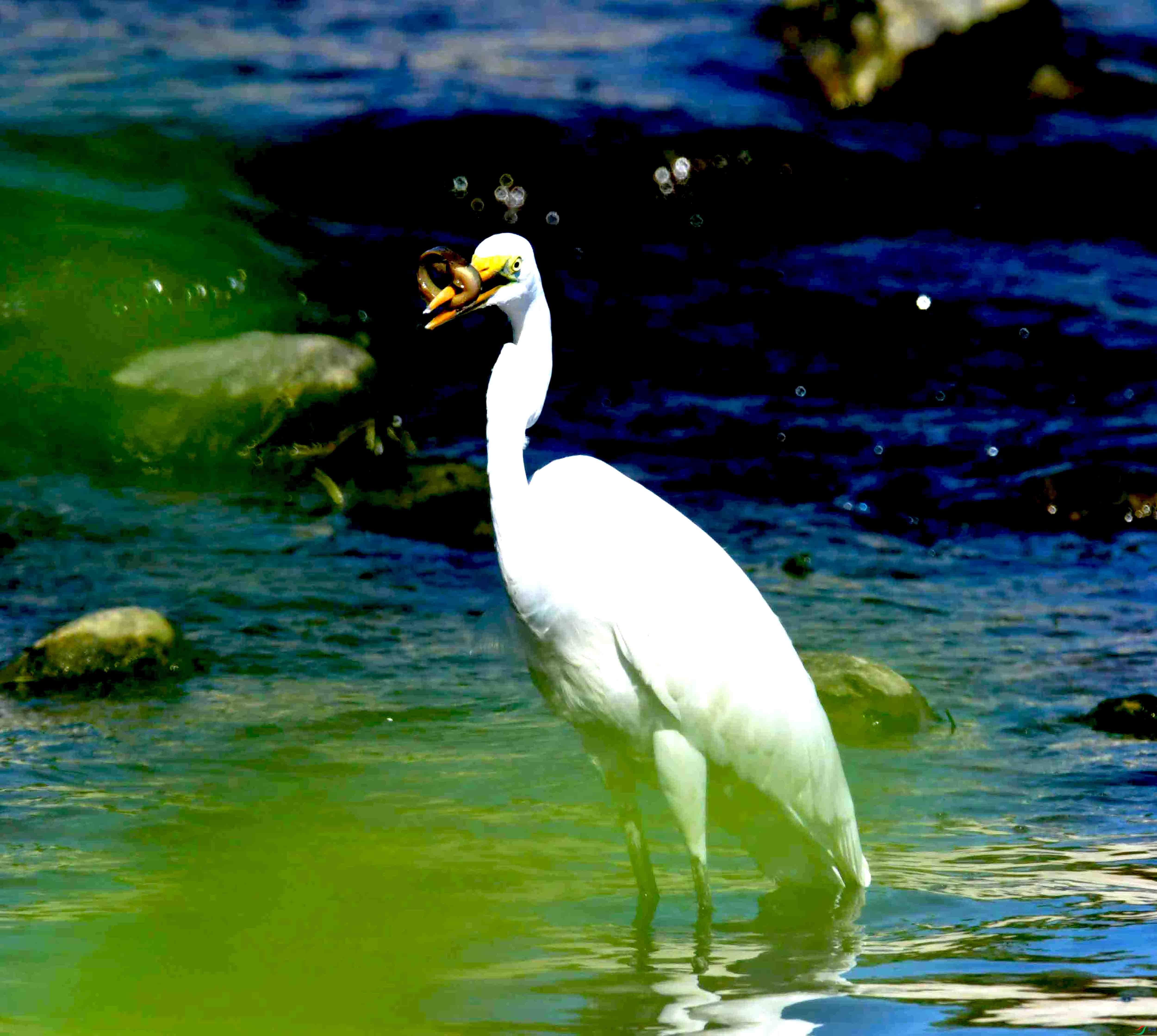 DSC_4367.JPG