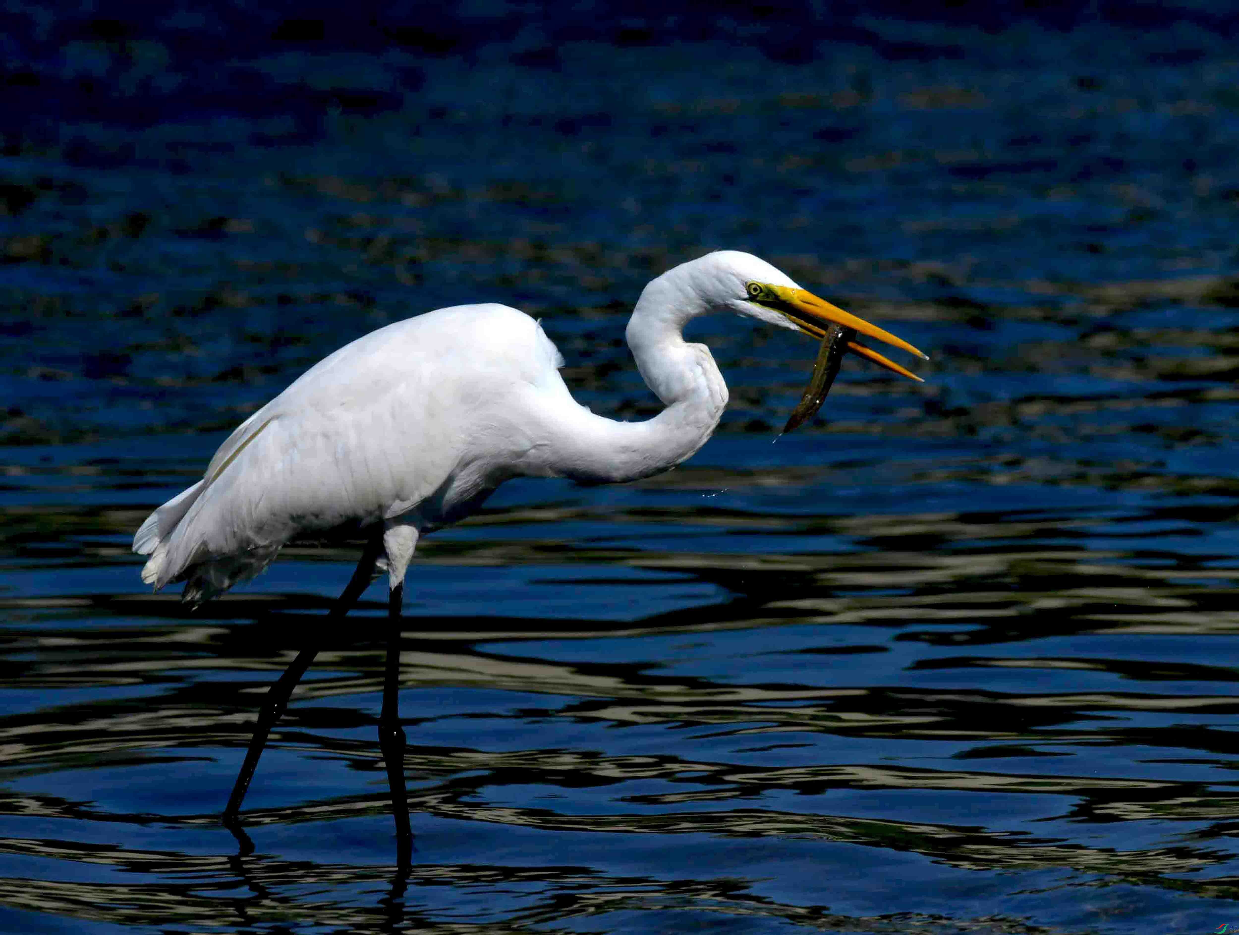 DSC_4384.JPG
