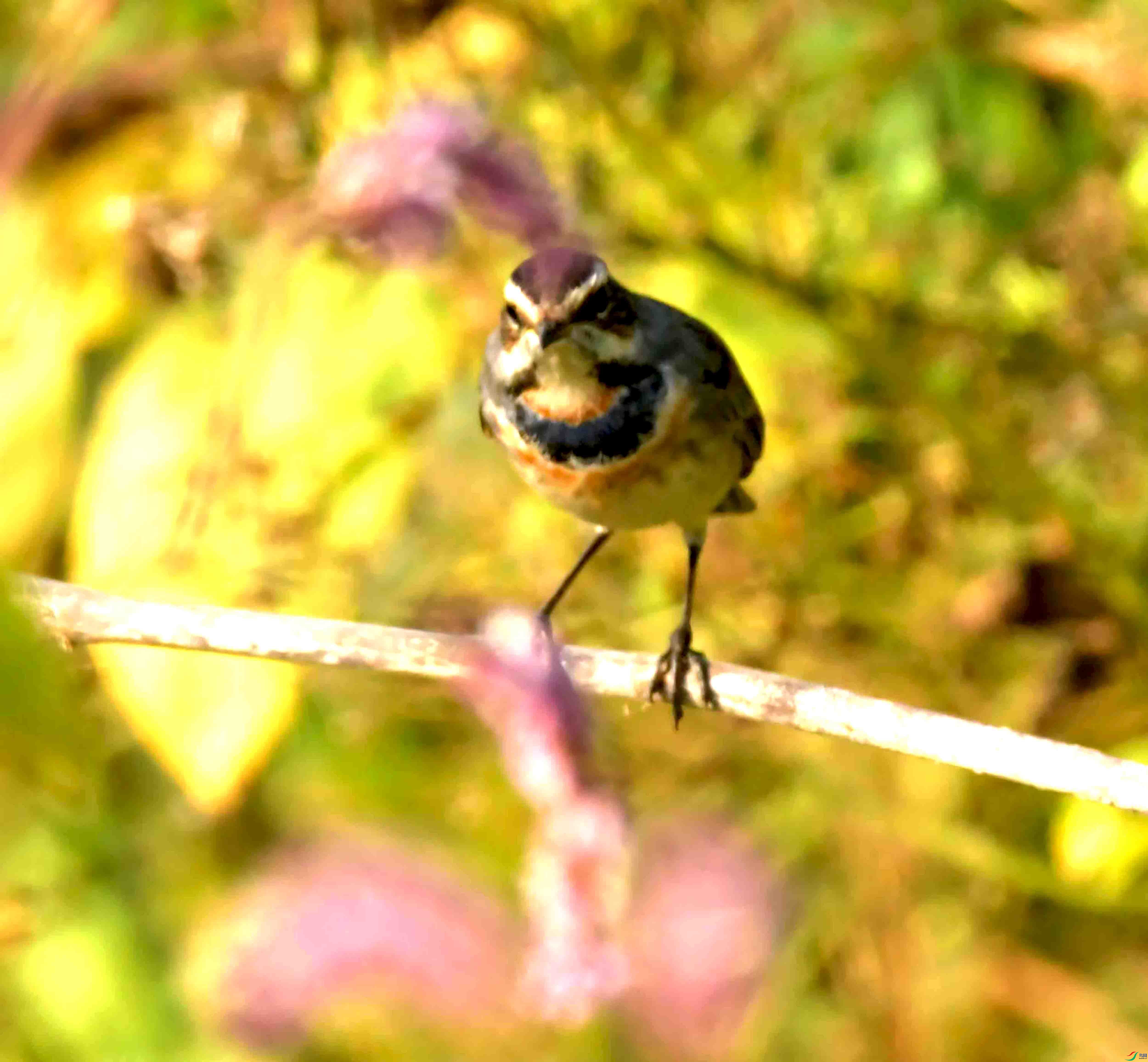 DSC_0944.JPG