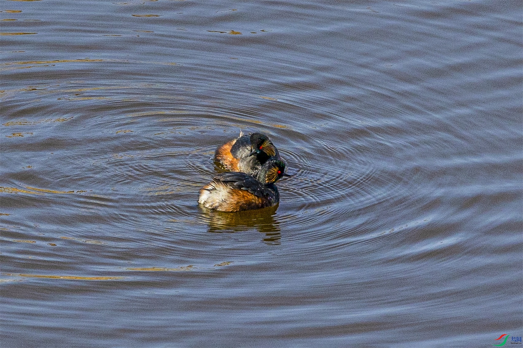 1K3A4855 ����1.jpg