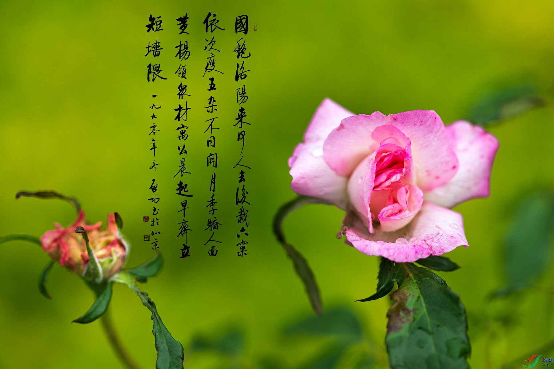 BF1I4327 ����_����.jpg