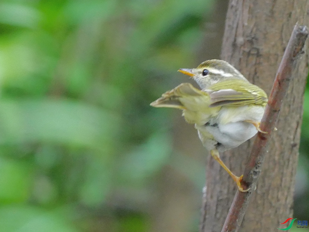 P9540065 - ����.JPG