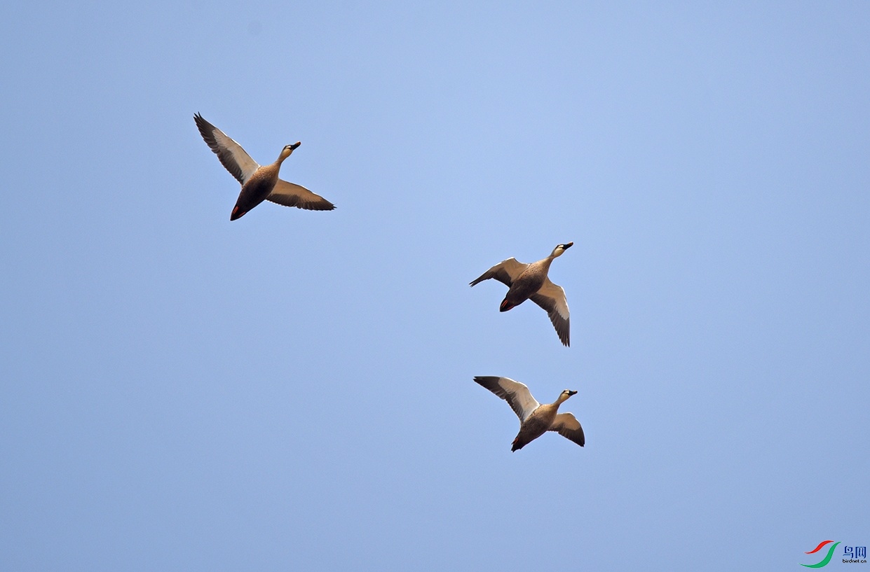 DSC_6250.jpg