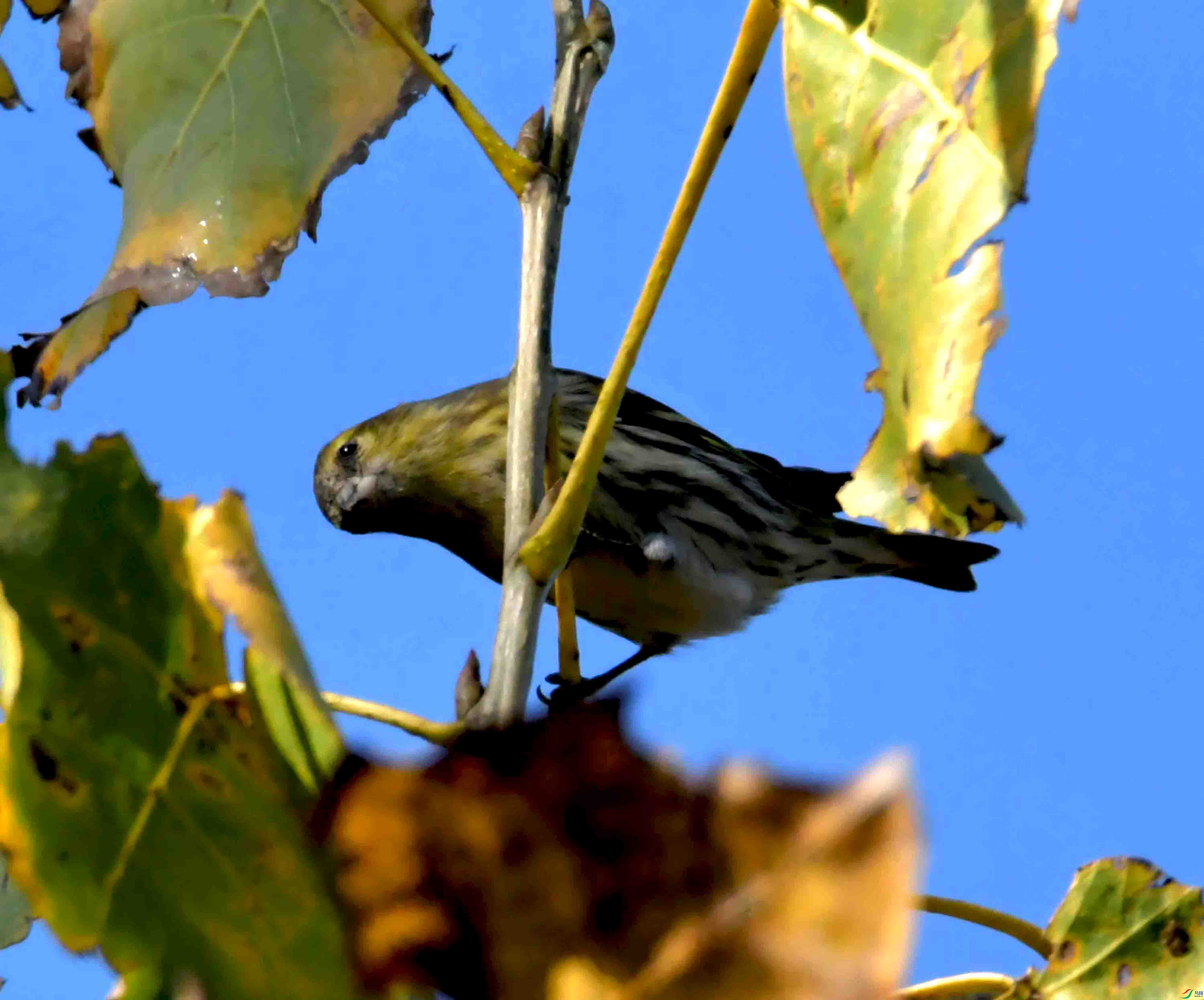 DSC_6037.JPG