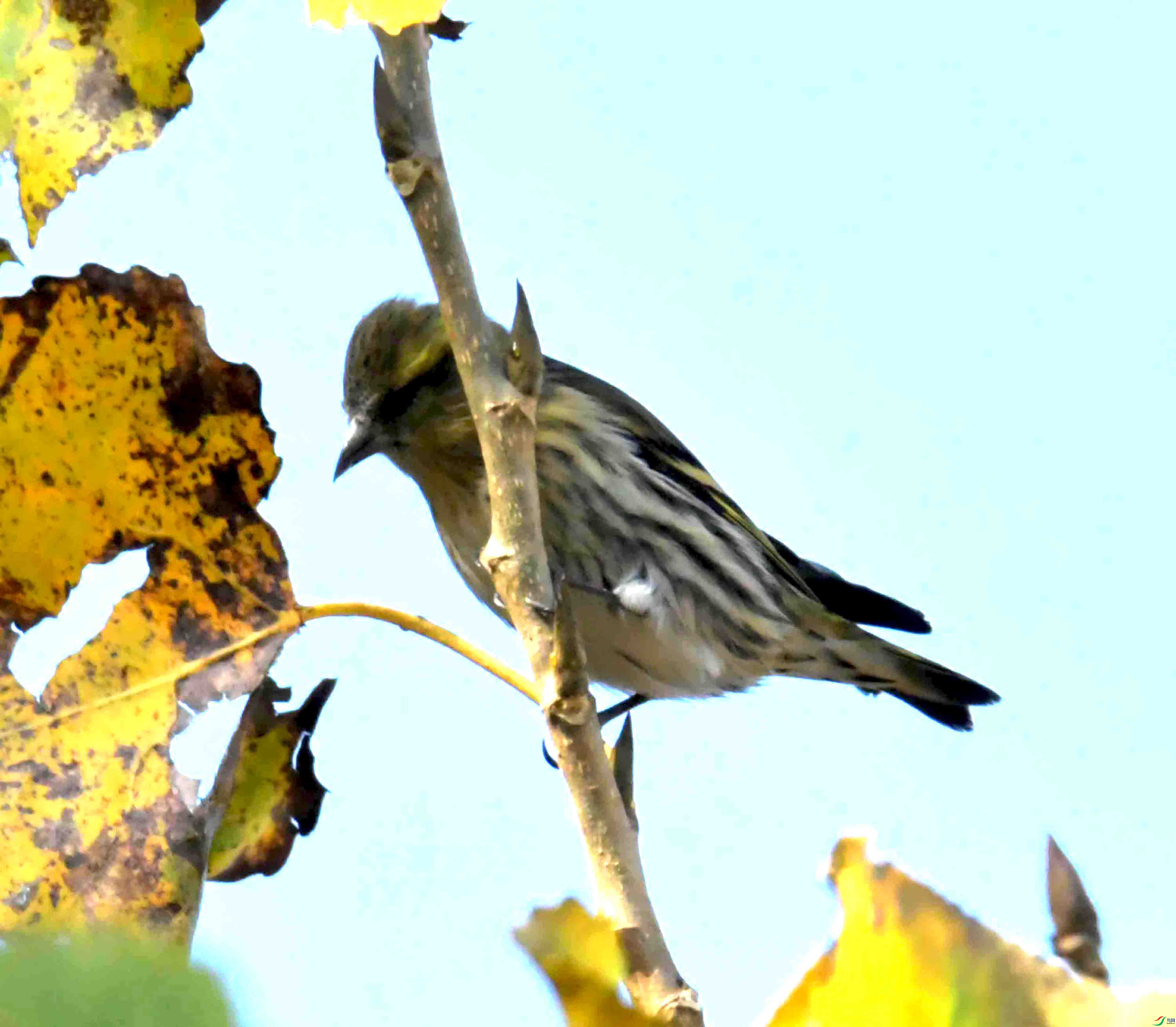 DSC_6052.JPG
