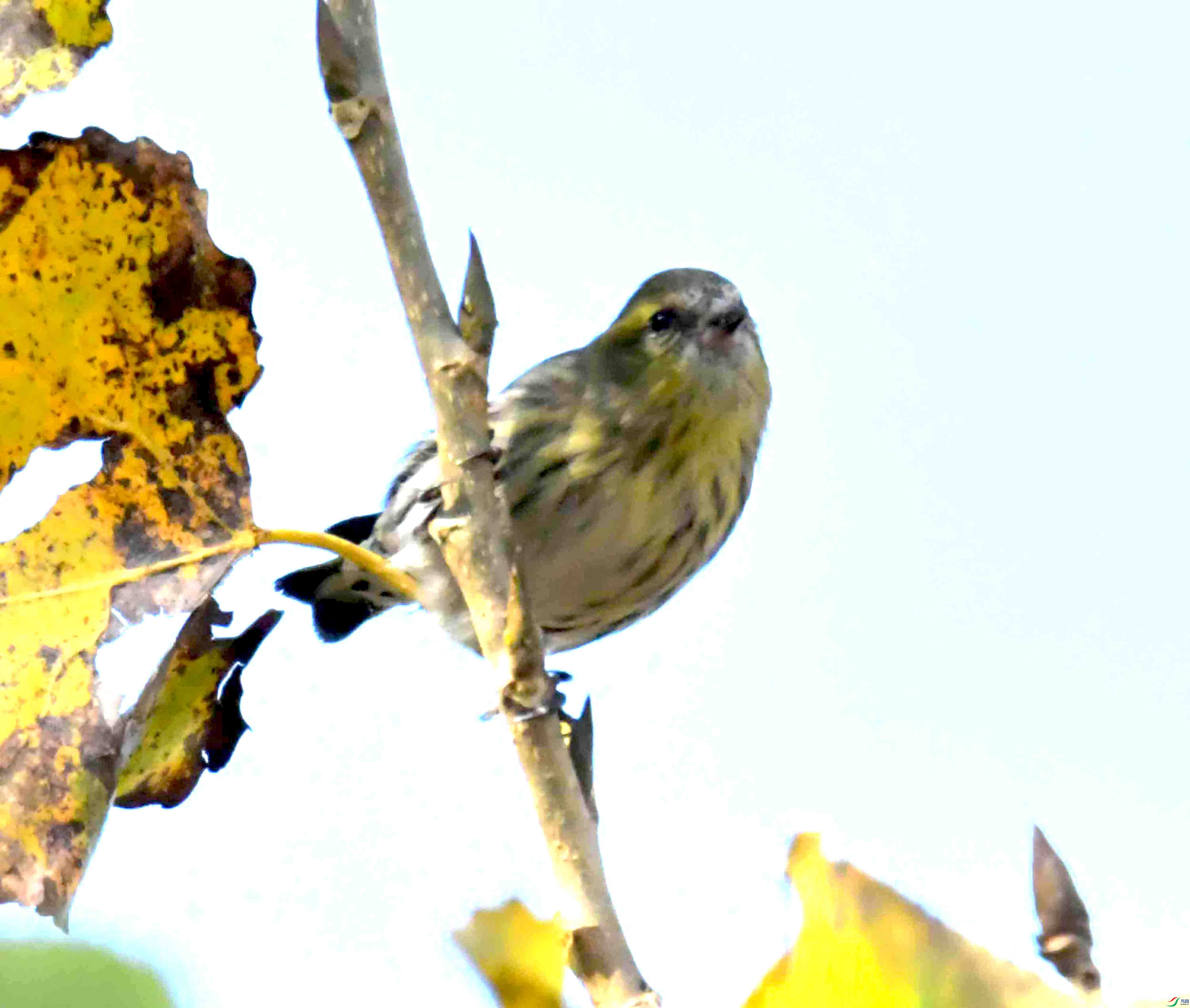 DSC_6054.JPG