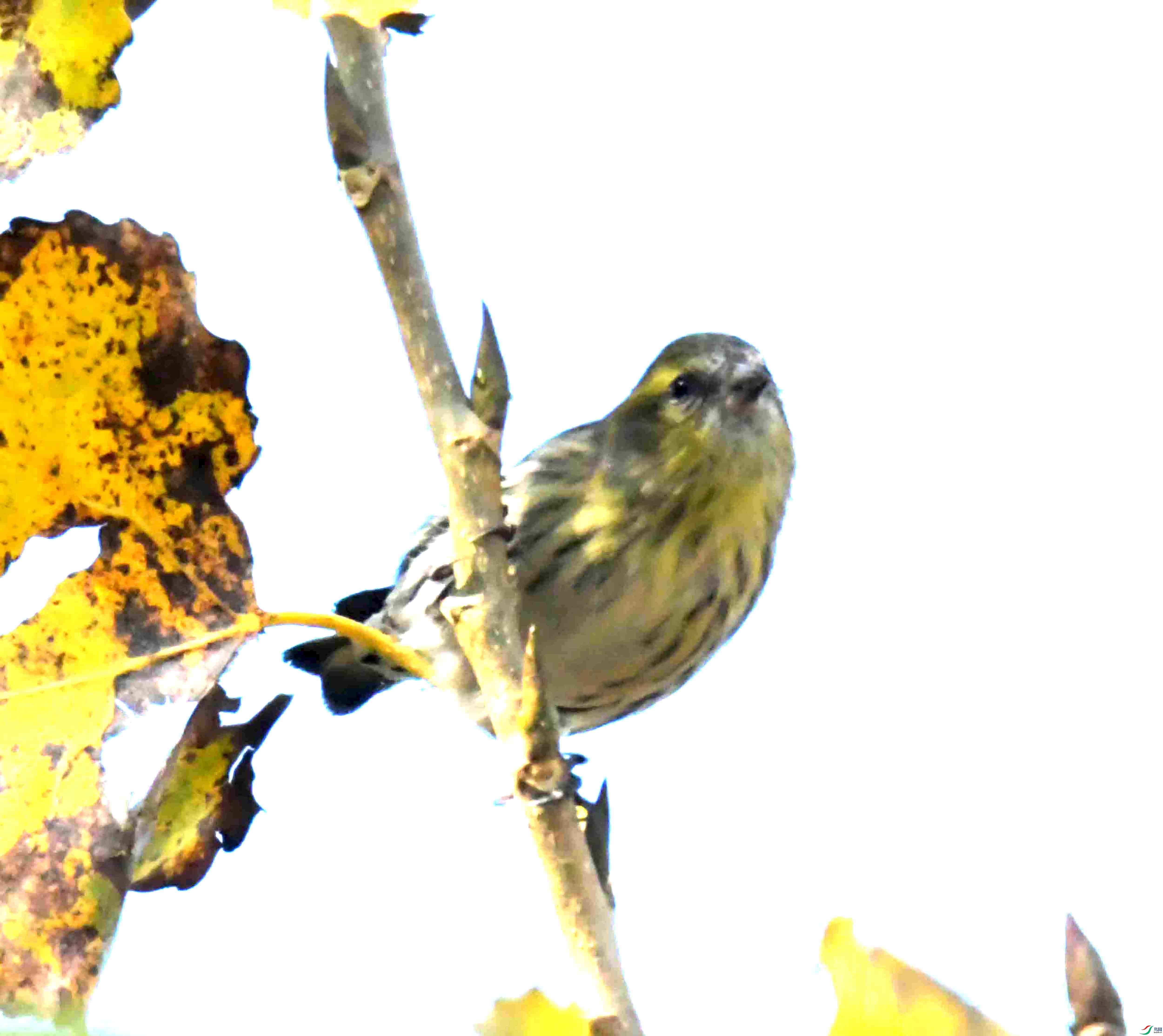 DSC_6055.JPG
