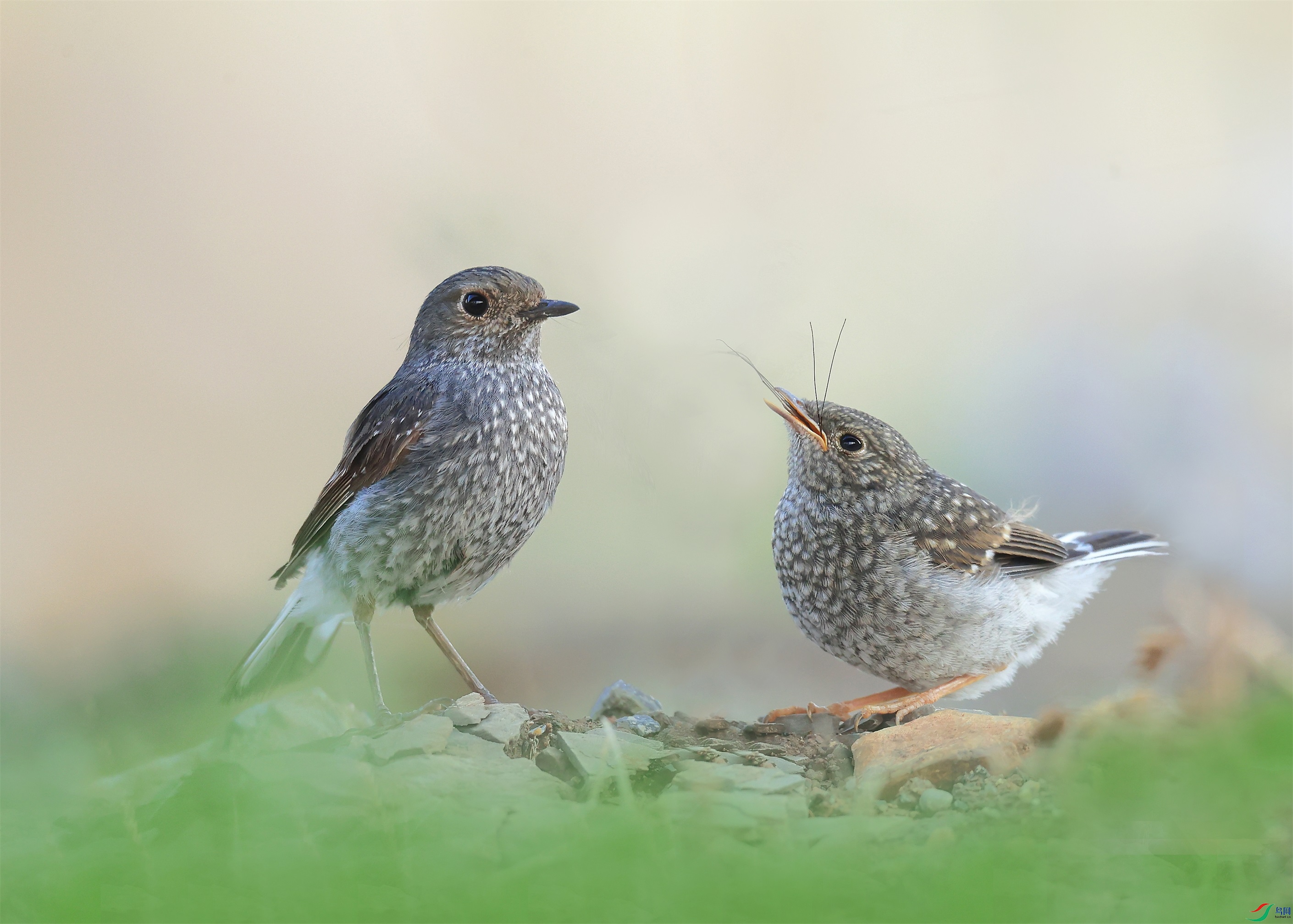 9 - ���� (3).JPG