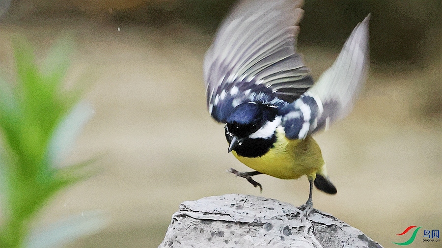 1P3A9919_����.jpg