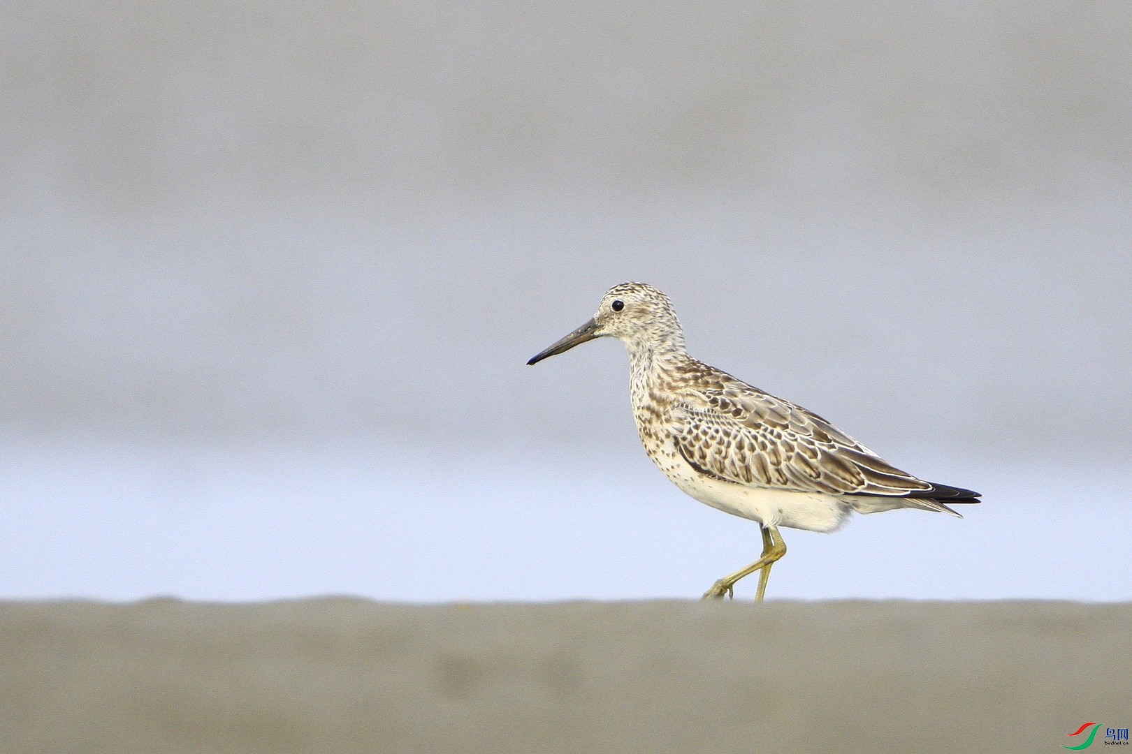 ����  _MG_3132.jpg