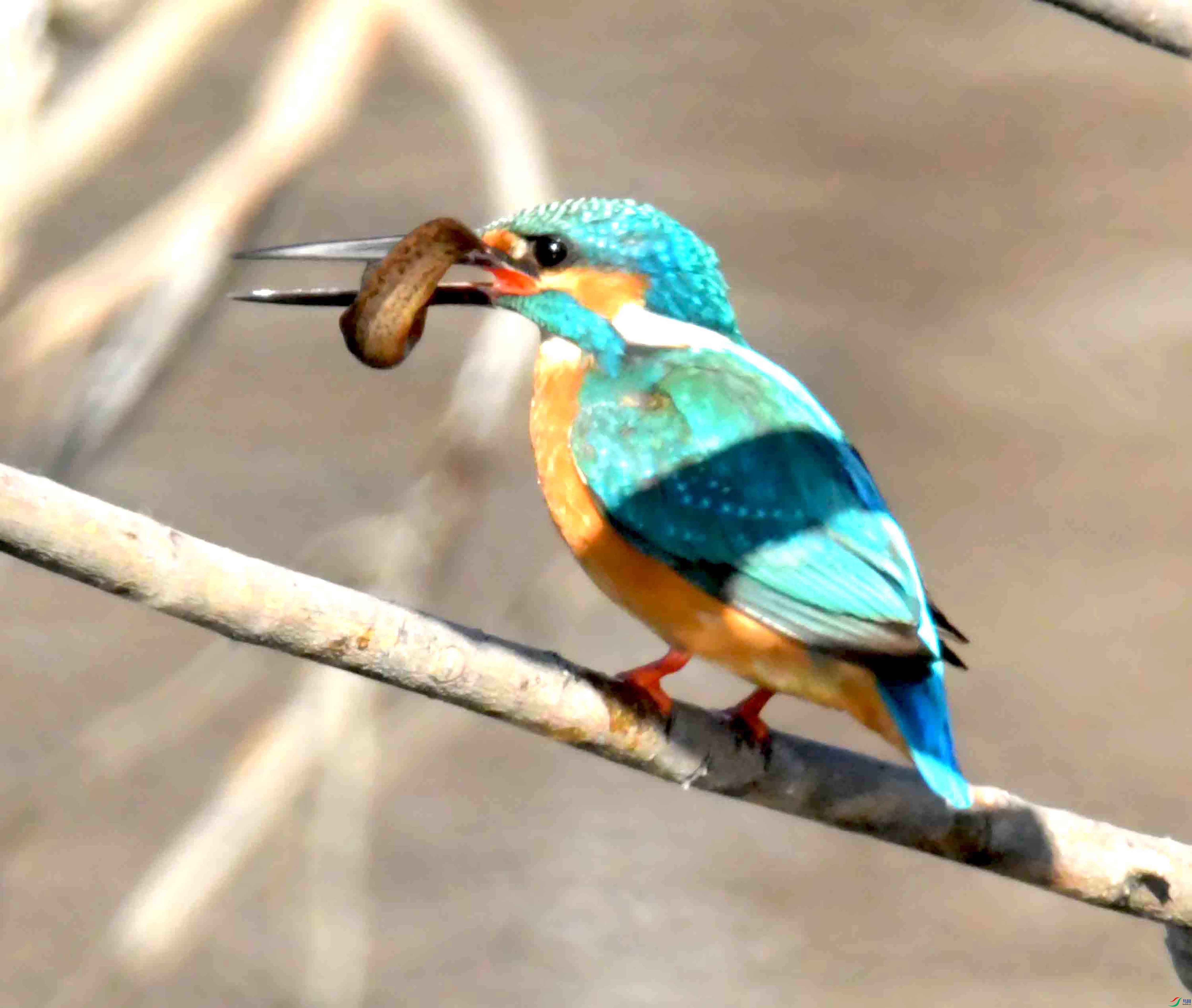 DSC_4037.JPG