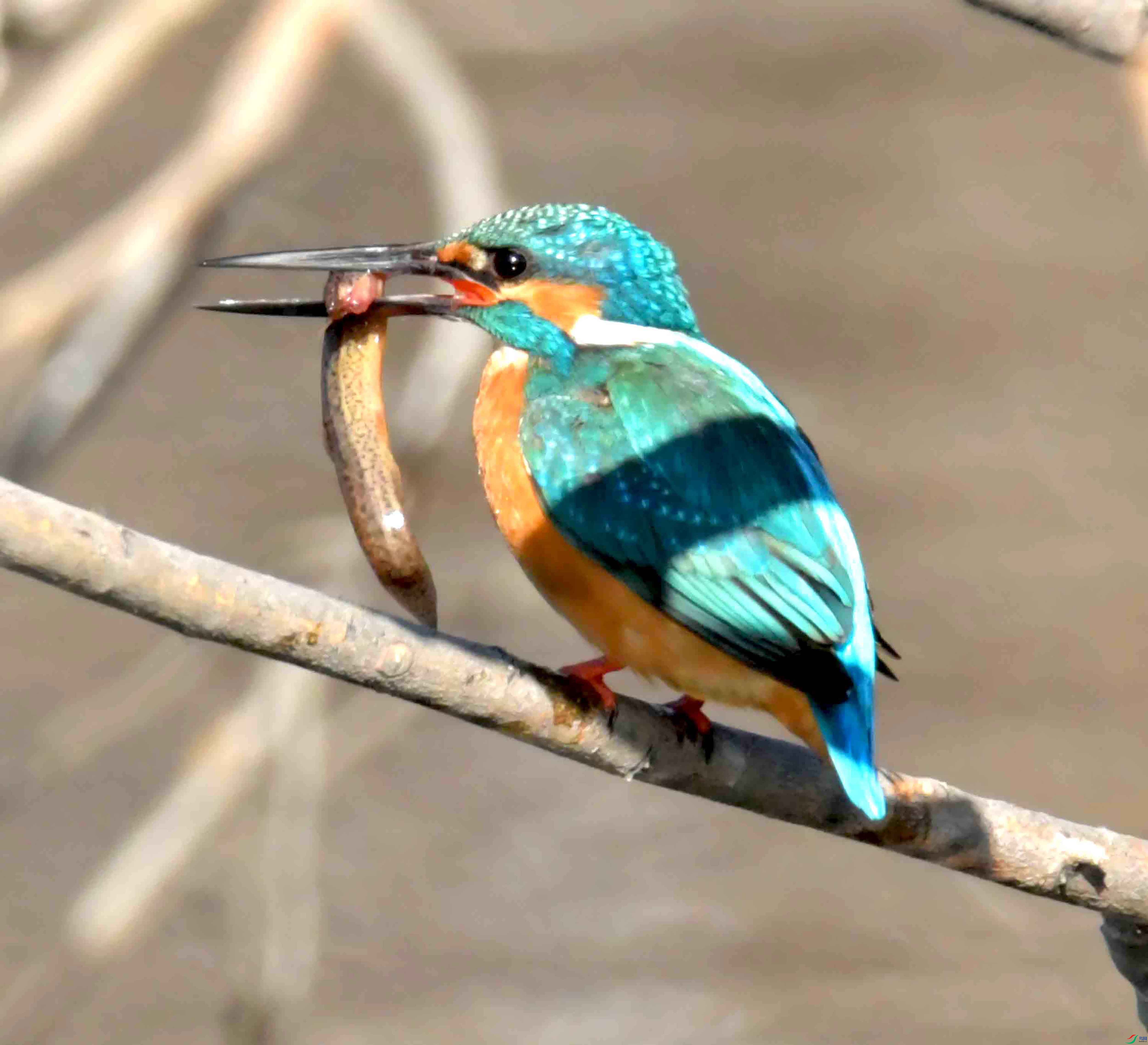 DSC_4042.JPG